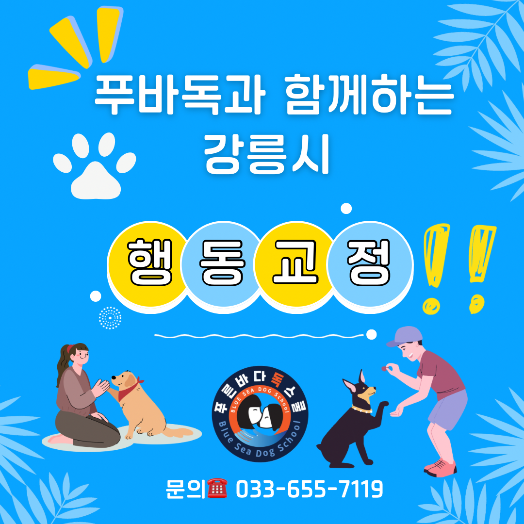 푸른바다독스쿨 대표 이미지