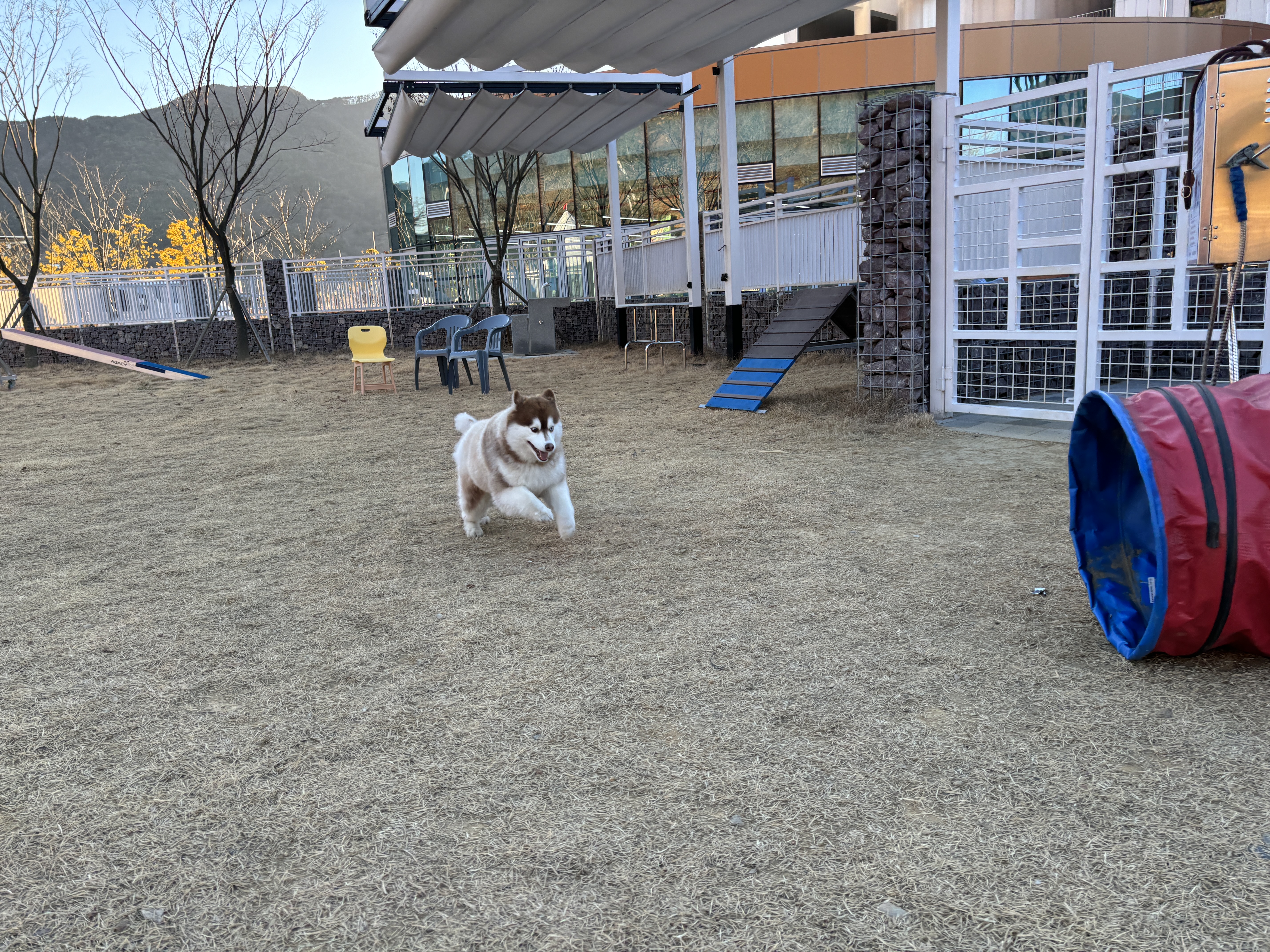 선샤인반려견유치원 대표 이미지