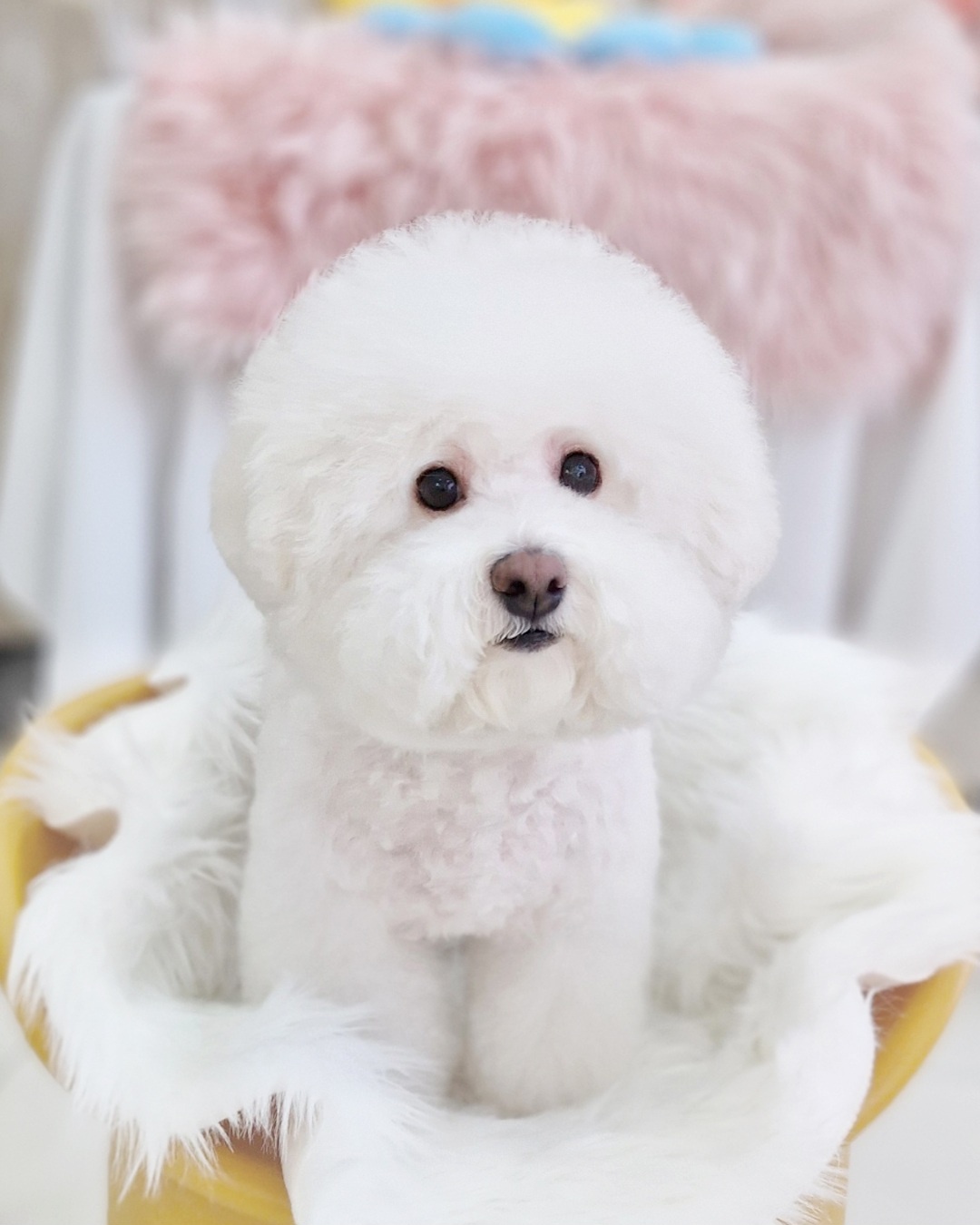 강아지친구 매장 대표 이미지