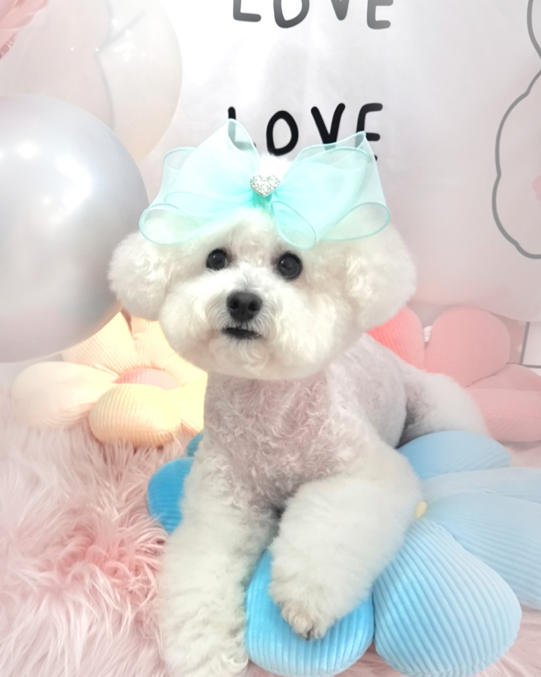 강아지친구 대표 이미지