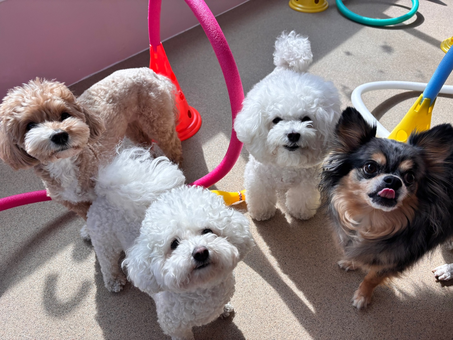 댕스럽개 애견유치원&애견호텔 대표 이미지