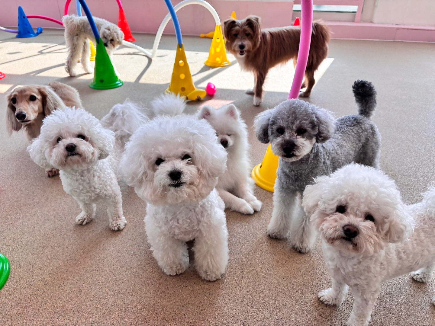 댕스럽개 애견유치원&애견호텔 대표 이미지