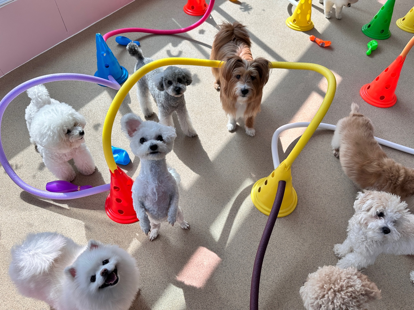 댕스럽개 애견유치원&애견호텔 대표 이미지