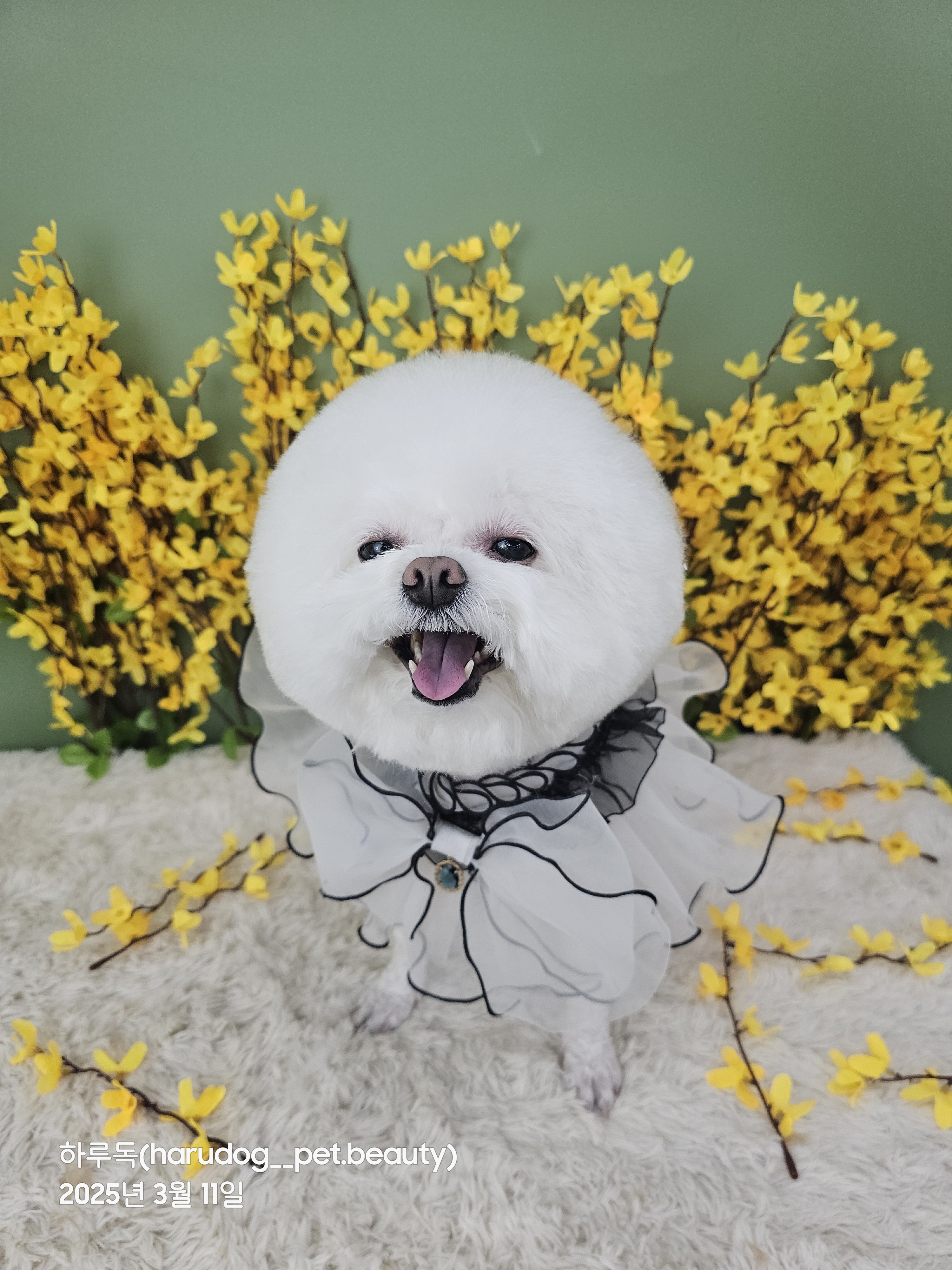 하루독/하루Dog달이와나나의하루 대표 이미지