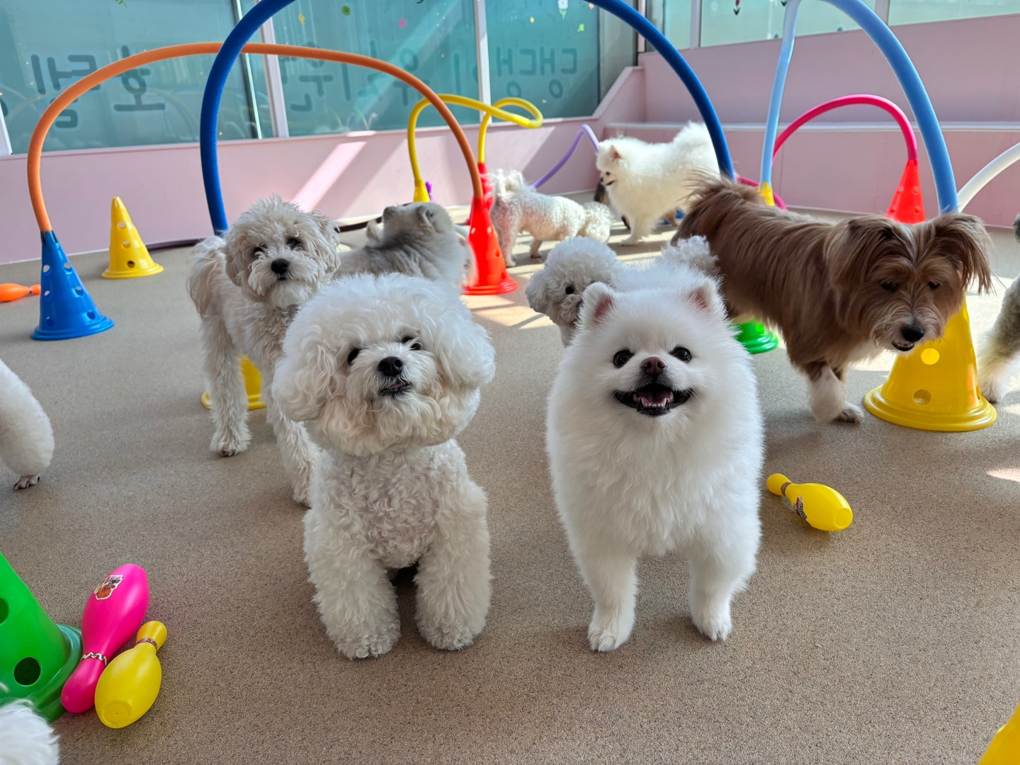 댕스럽개 애견유치원&애견호텔 대표 이미지