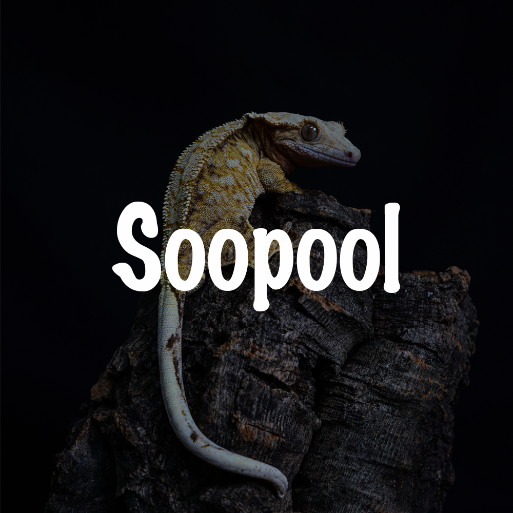 파충류샵 수풀 대표 이미지