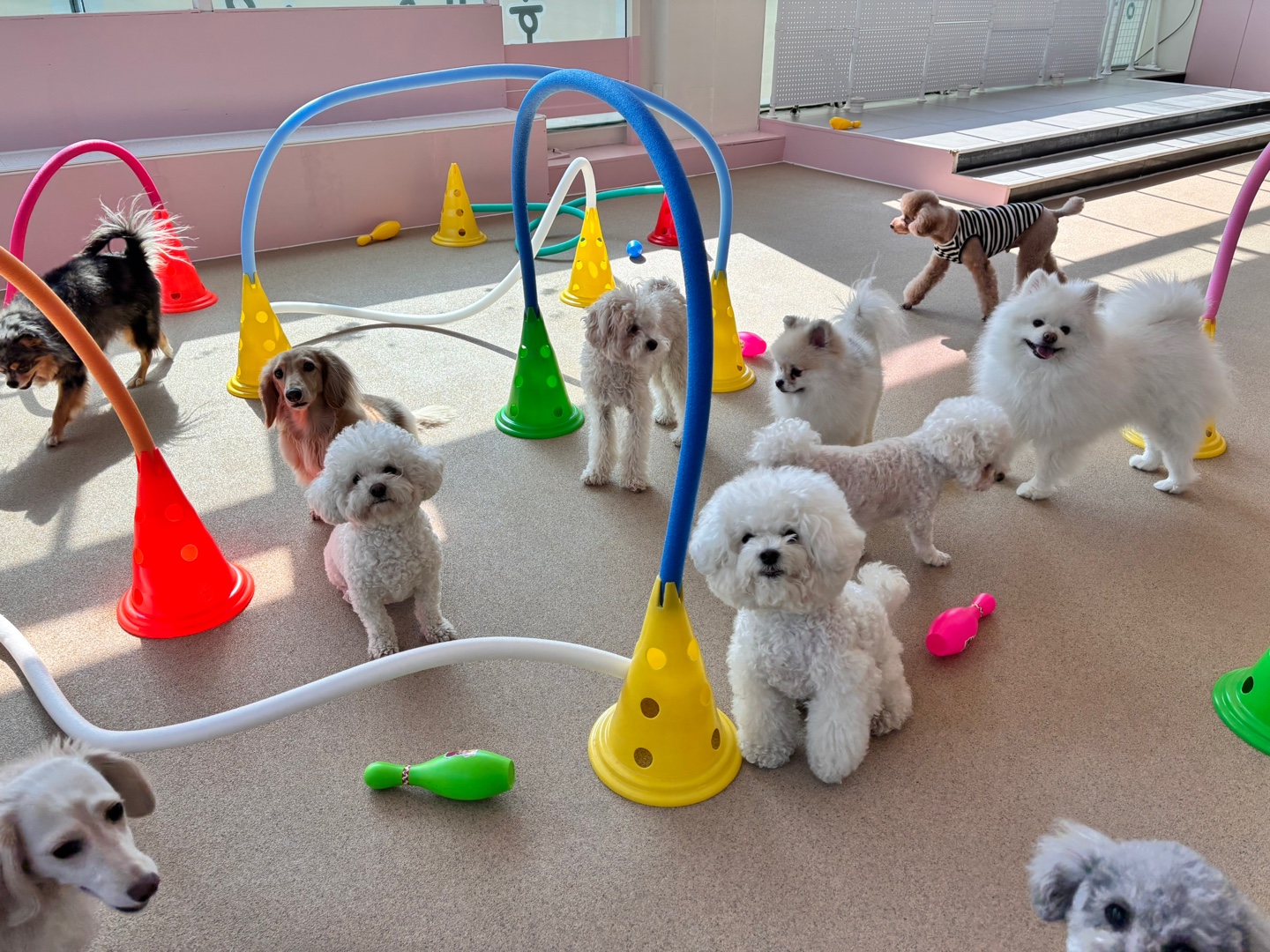 댕스럽개 애견유치원&애견호텔 대표 이미지