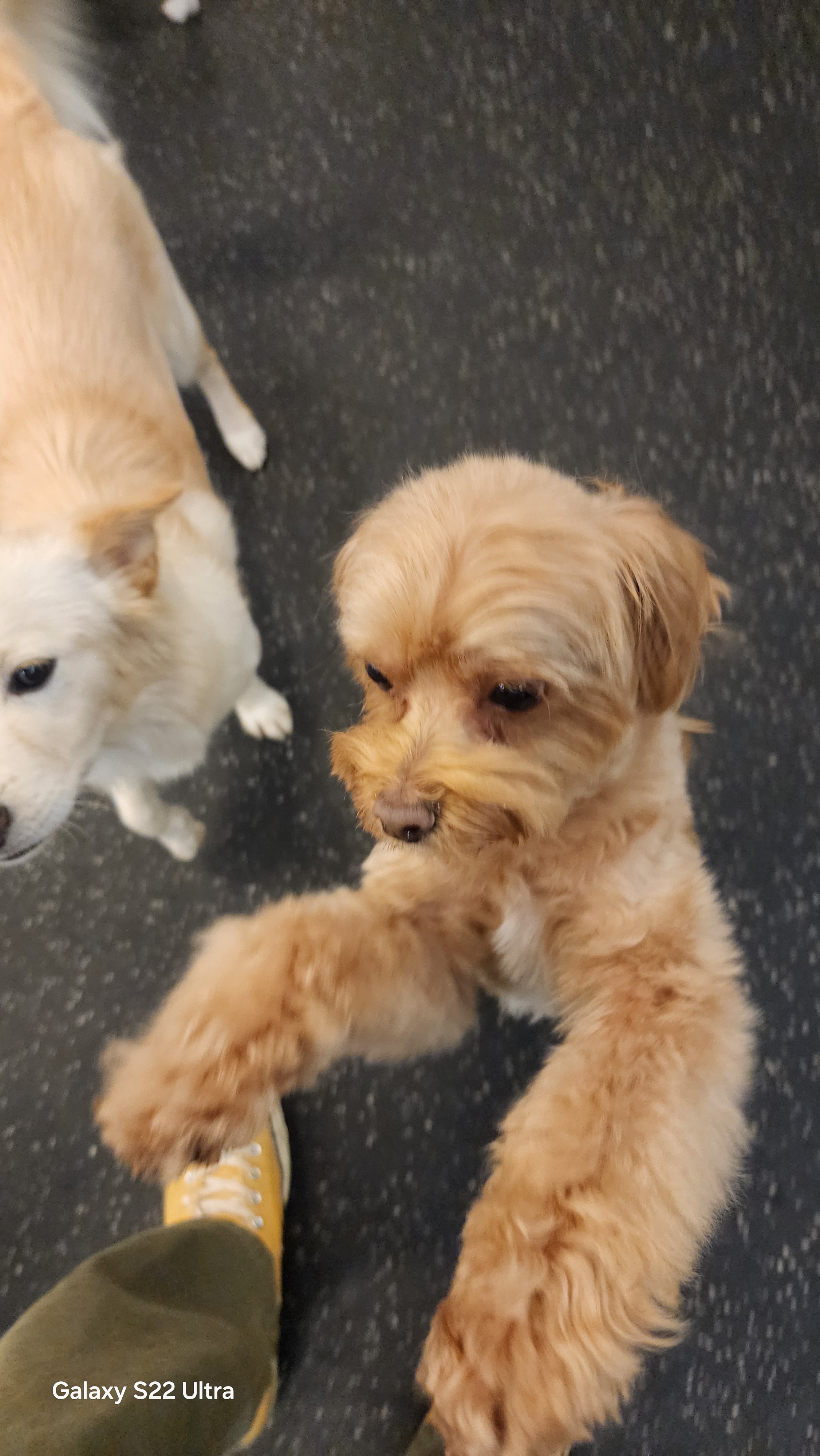 마이비 애견유치원 애견호텔 대표 이미지