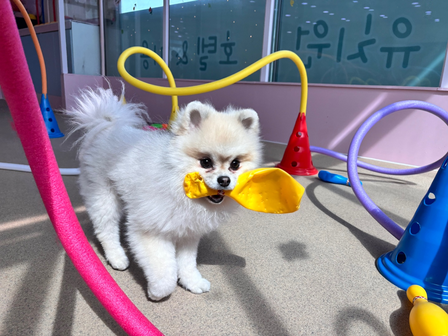 댕스럽개 애견유치원&애견호텔 대표 이미지