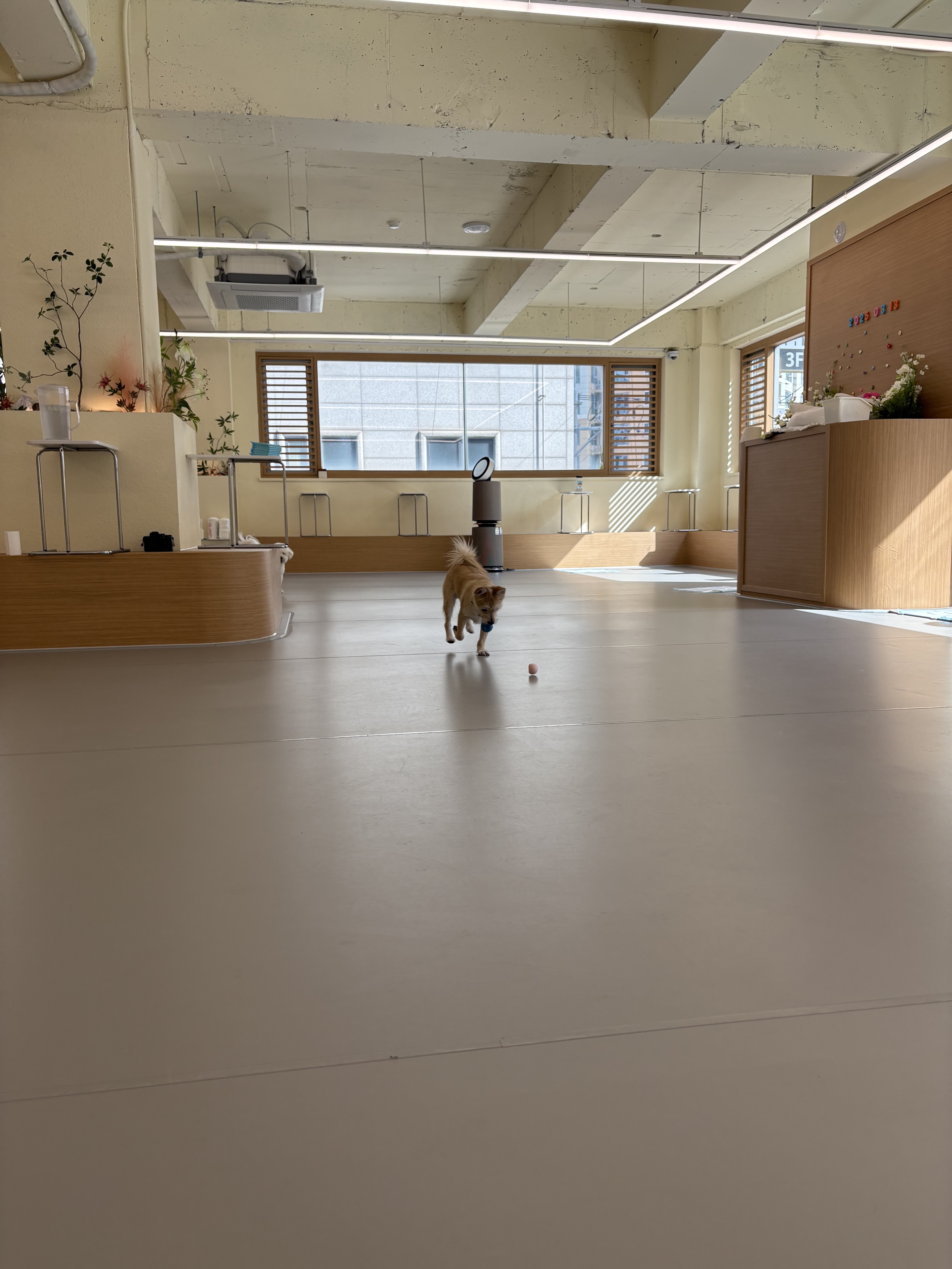 댕린이 보호구역 대표 이미지