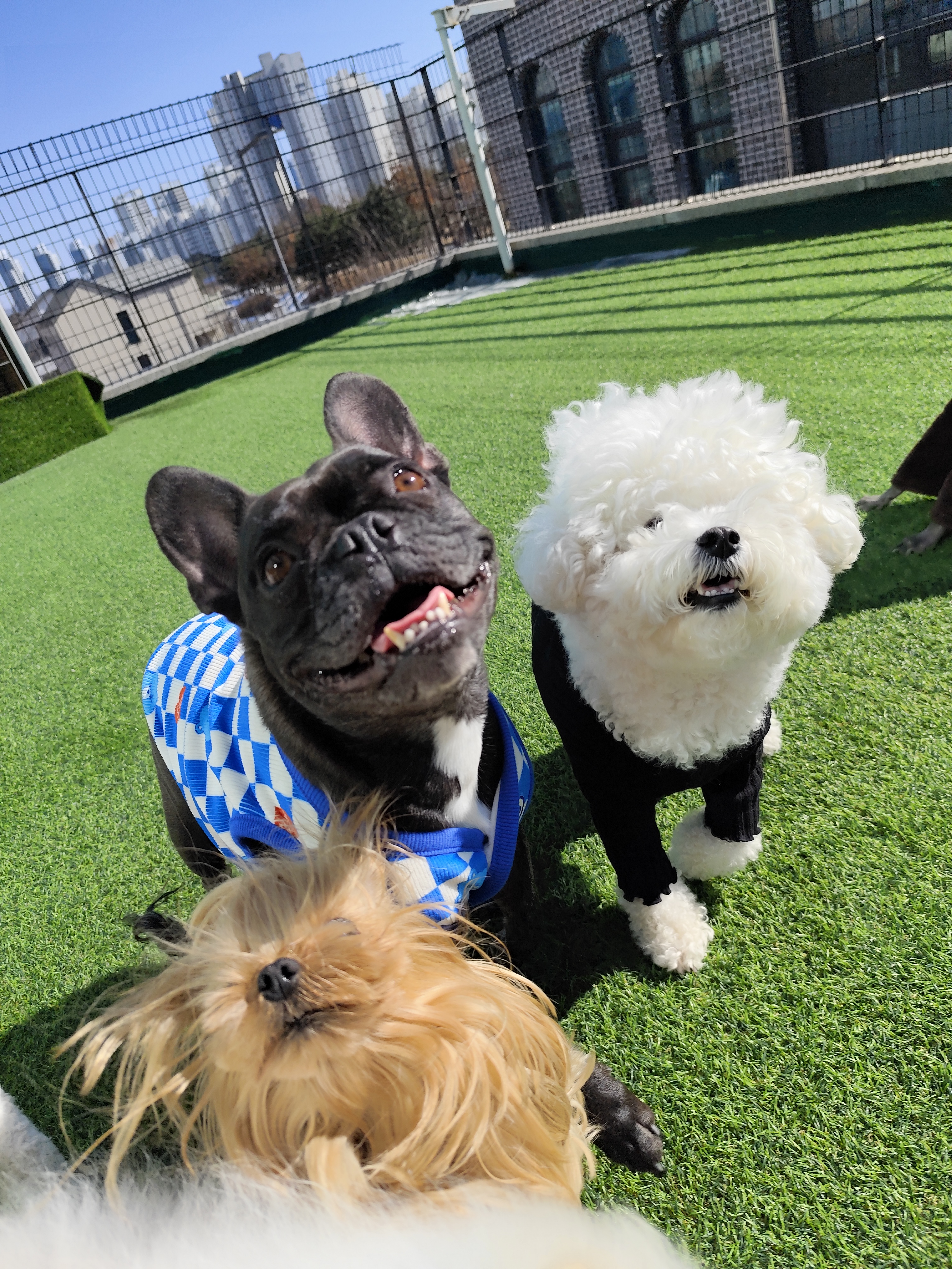 하이댕댕 대표 이미지