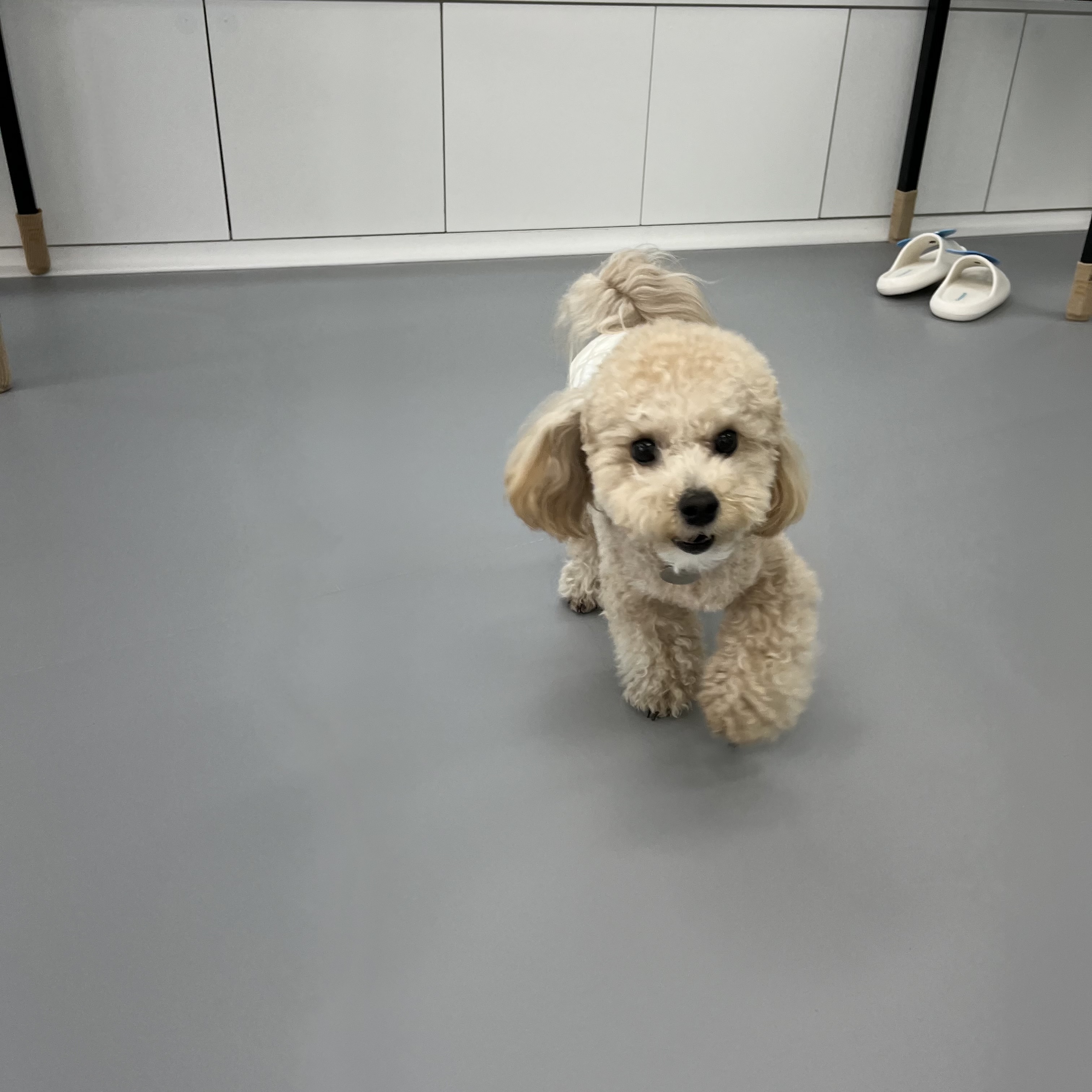 미사리밀빛초계국수 반월호수점 반려동물 동반 애견카페