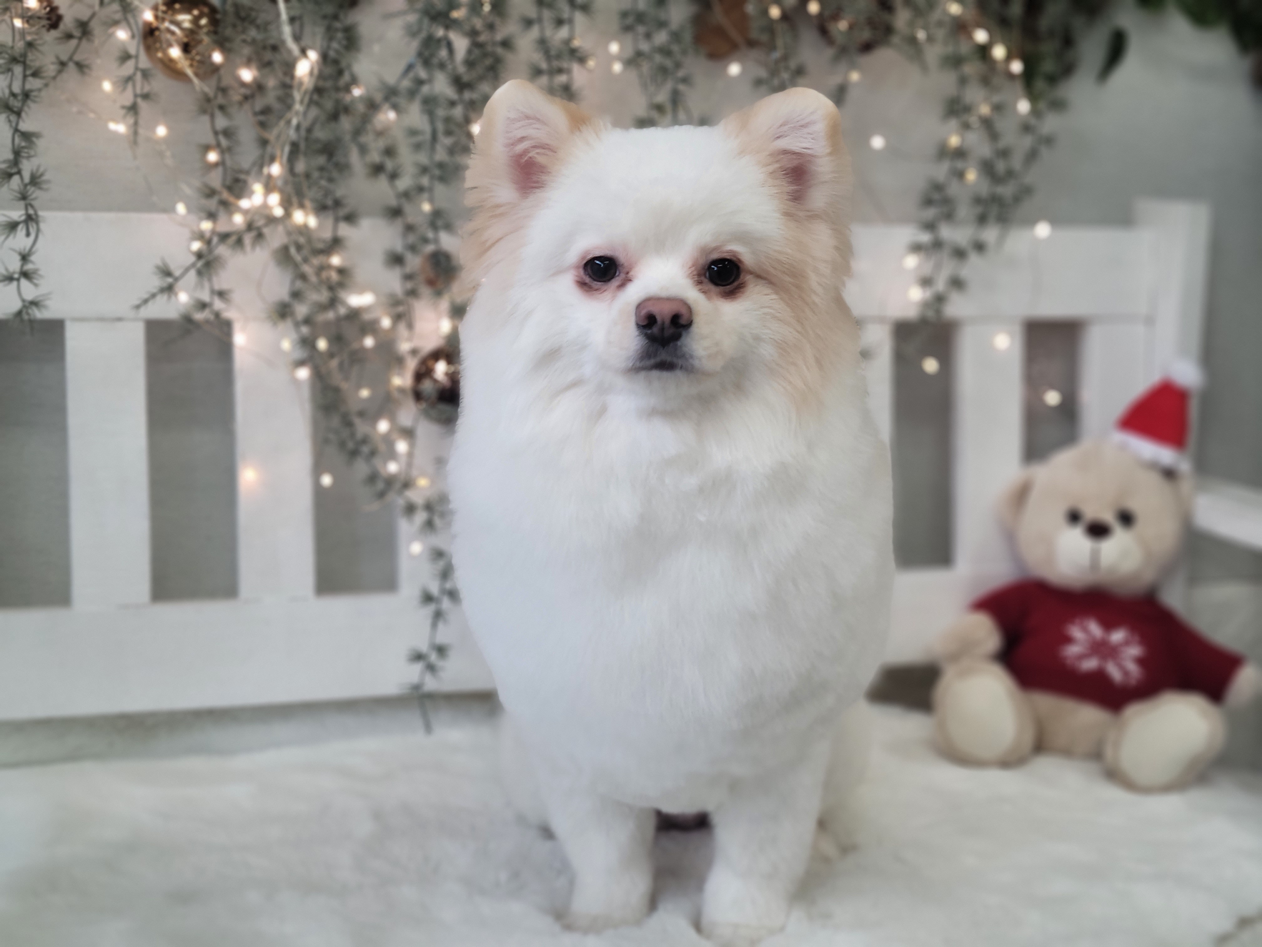 댕댕이 미장원 대표 이미지