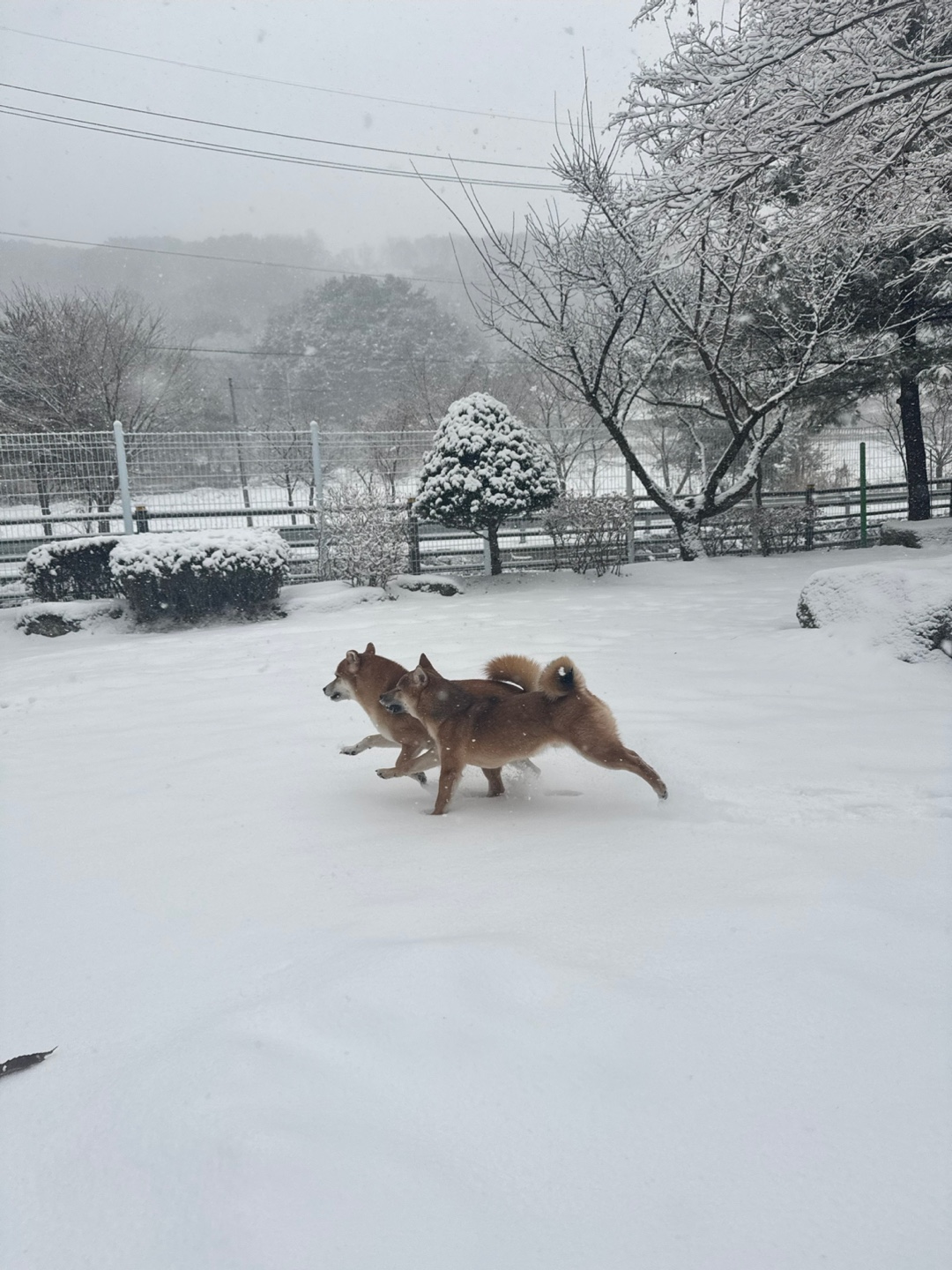 레티피코 2
