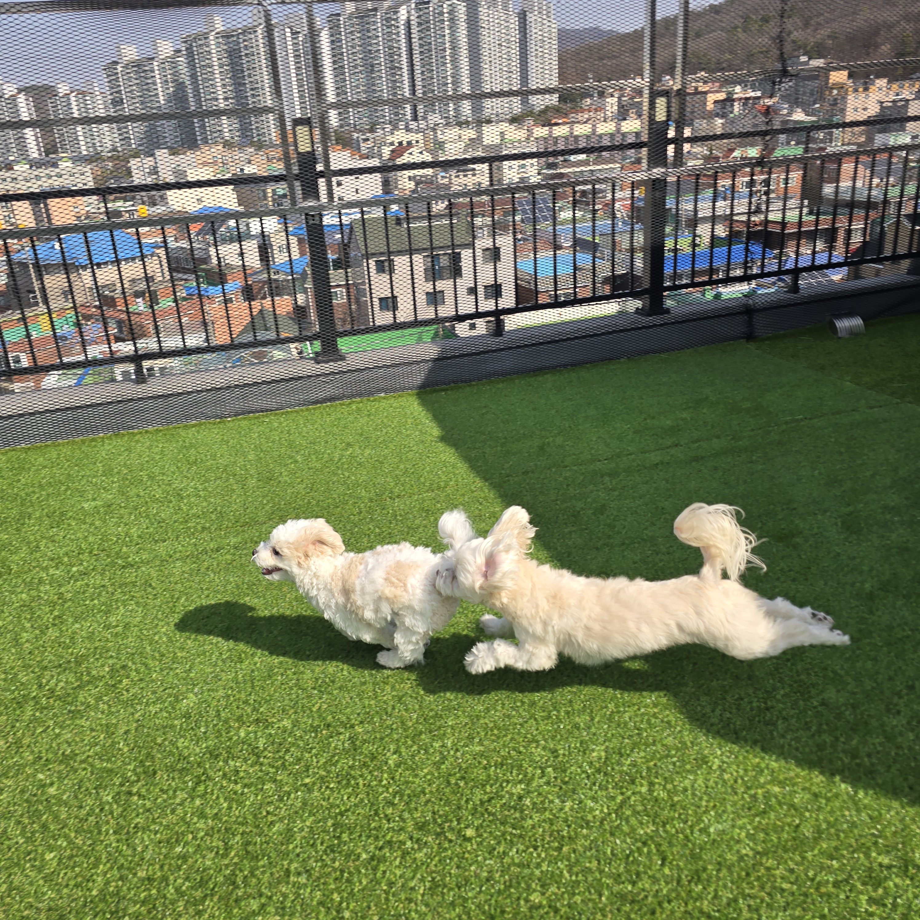 웰컴댕댕 애견호텔 대표 이미지