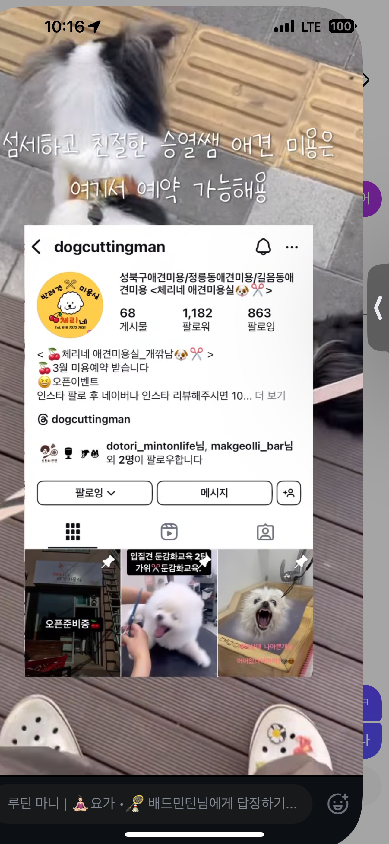 체리네애견미용실 대표 이미지