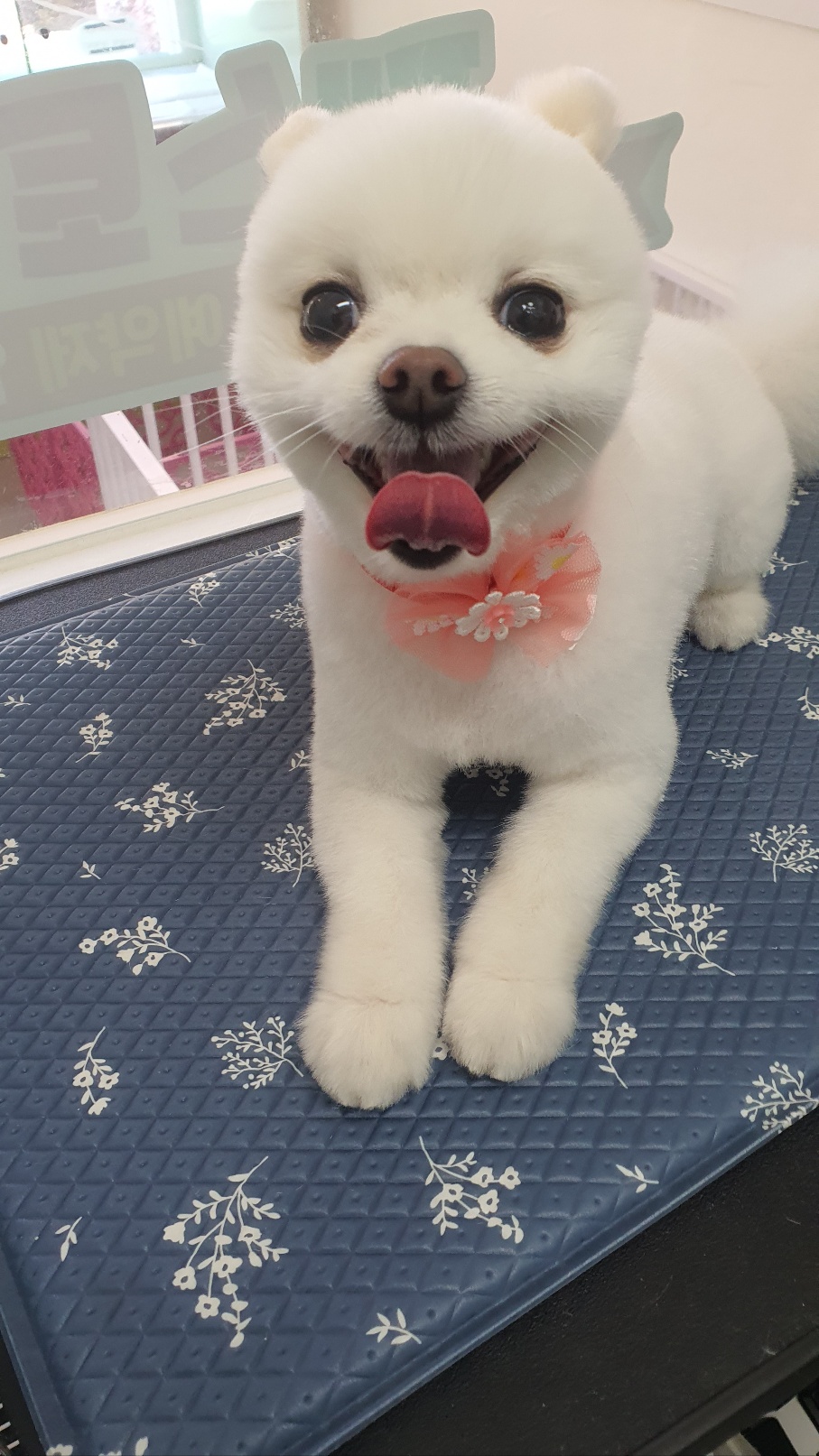 펫스토리 대표 이미지