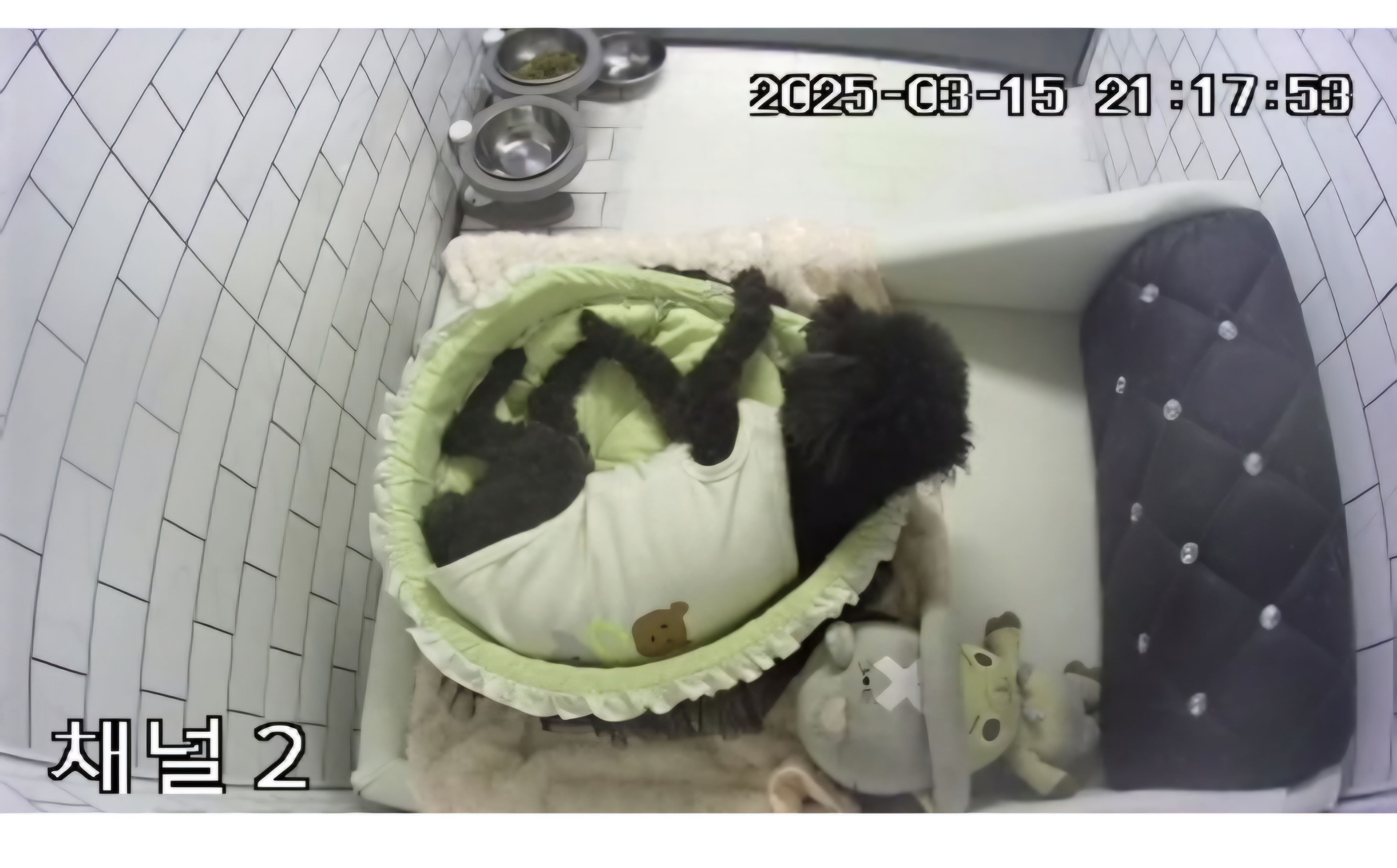 뽀도독애견호텔 대표 이미지