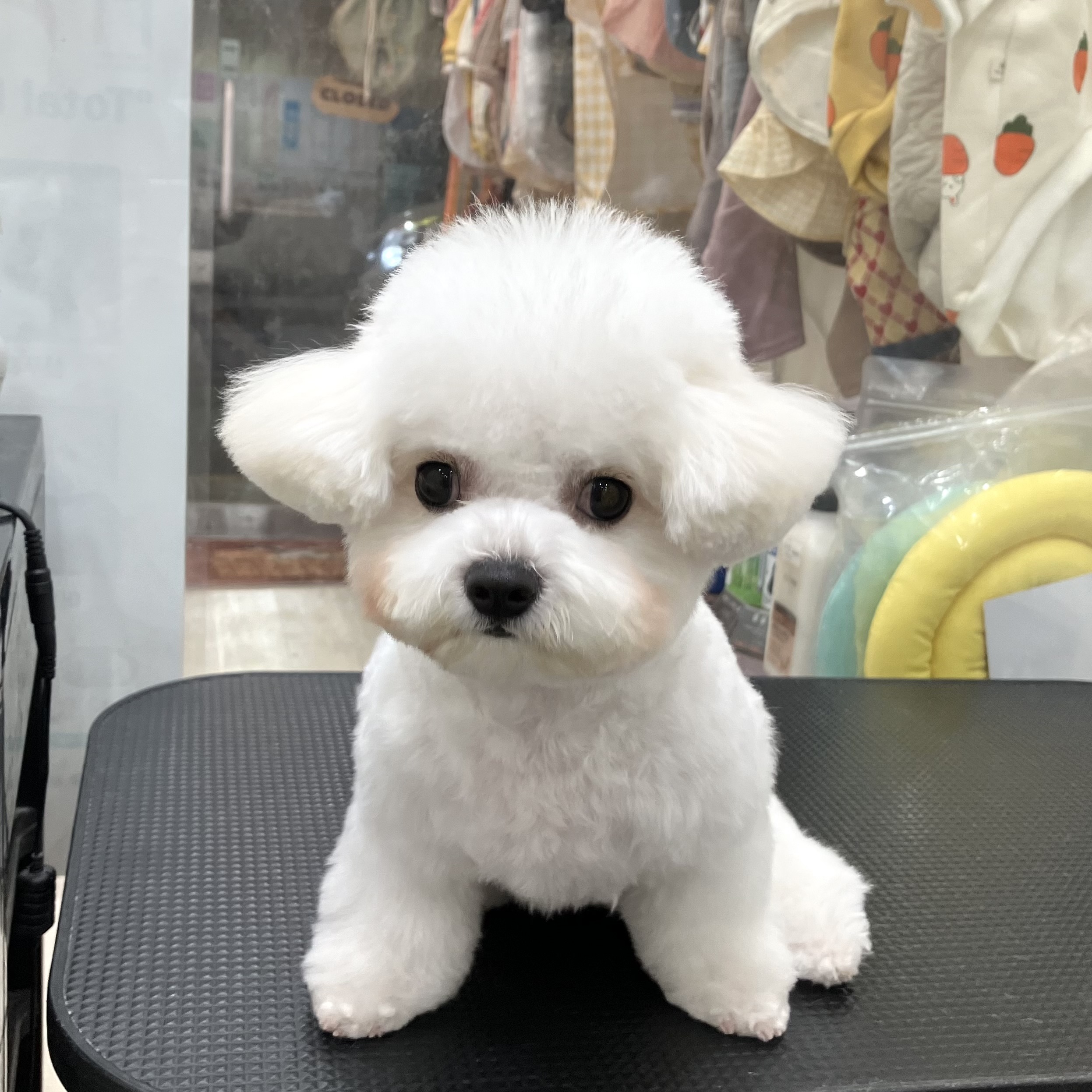 멍뭉 대표 이미지