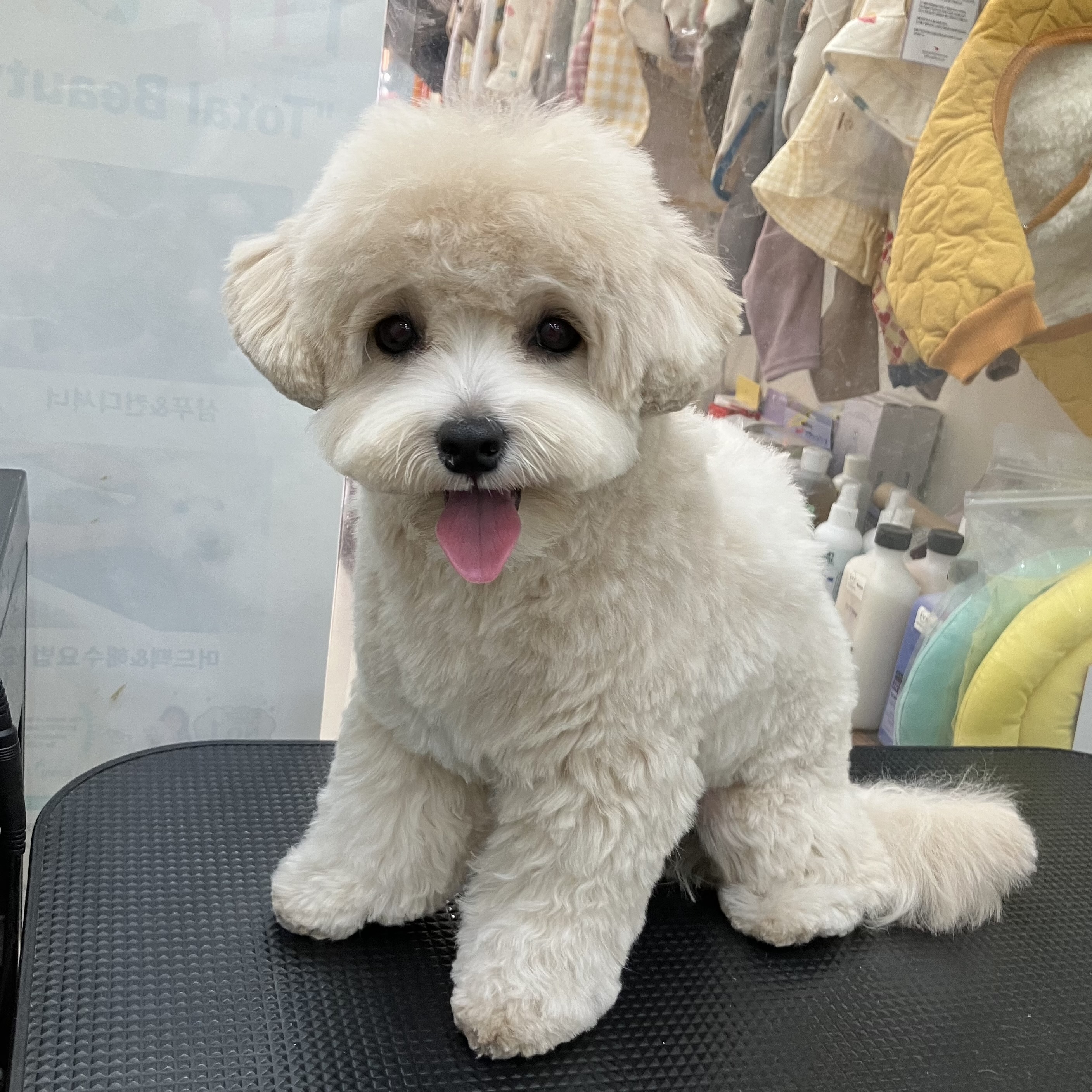 멍뭉 대표 이미지
