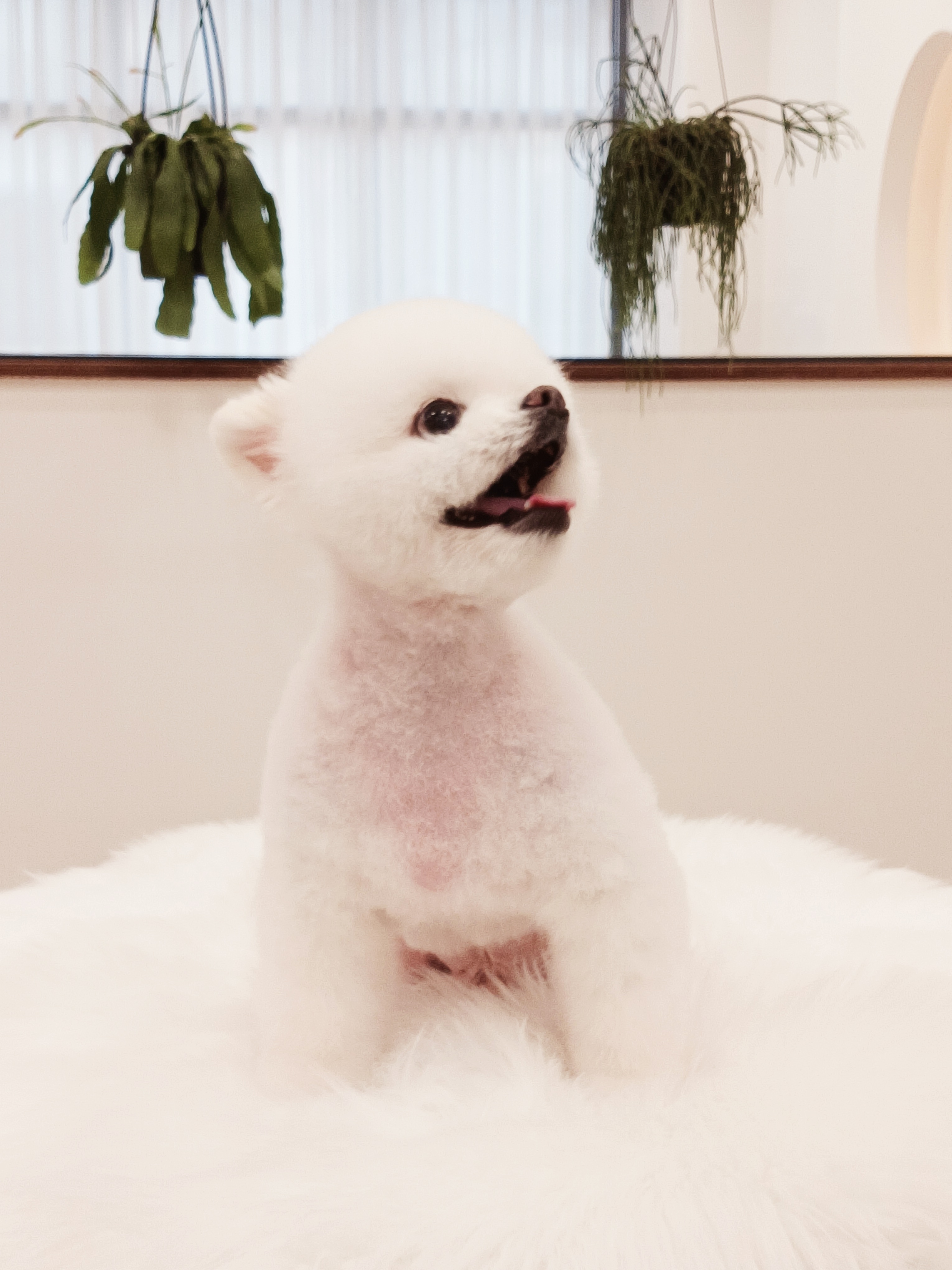 퐁키살롱 대표 이미지