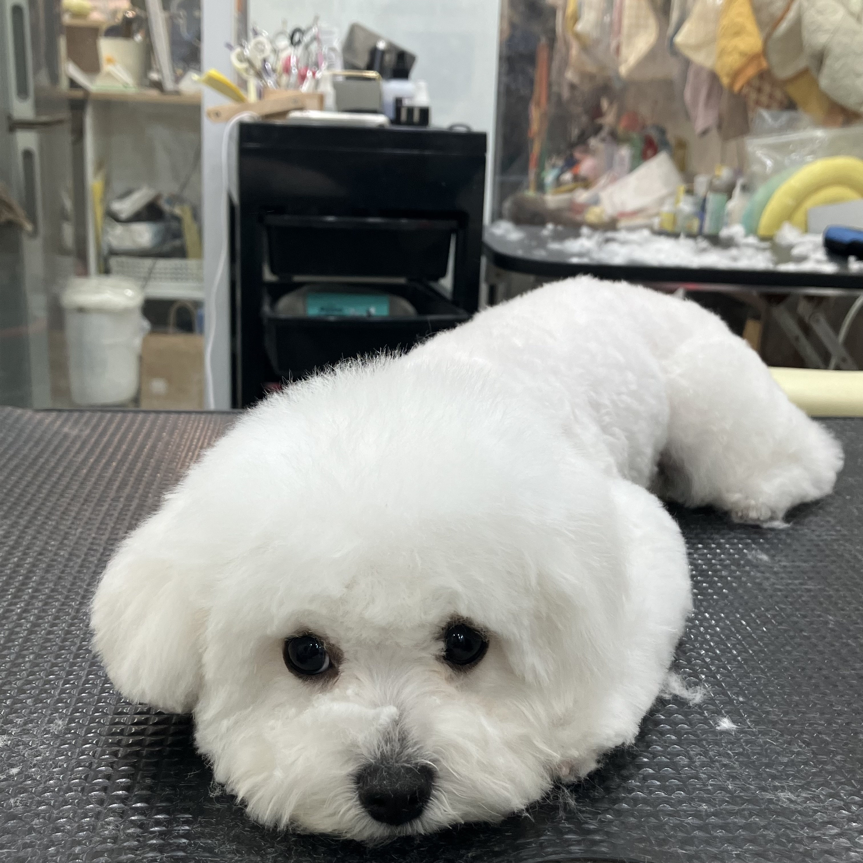 멍뭉 대표 이미지