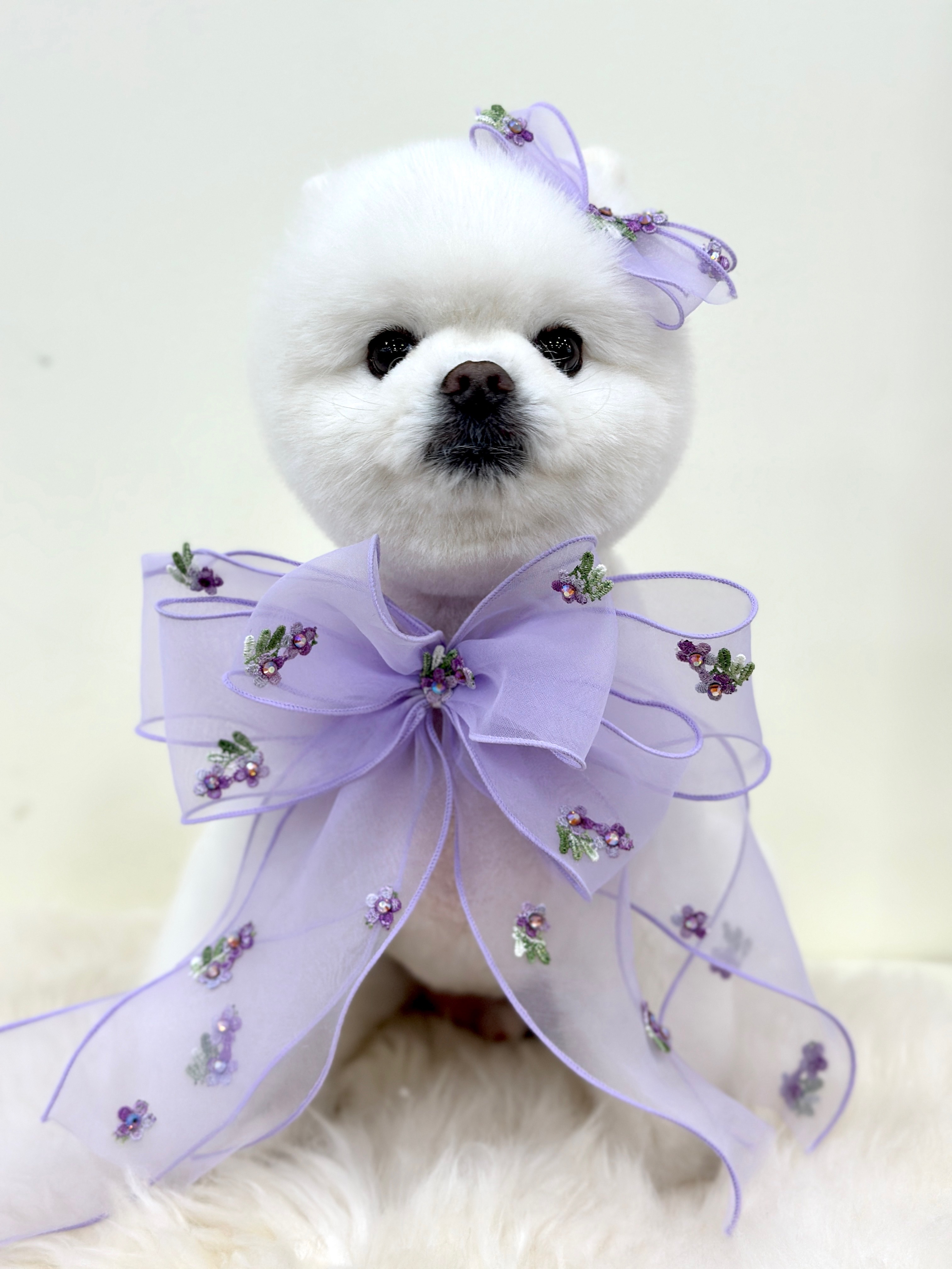 파인독 대표 이미지