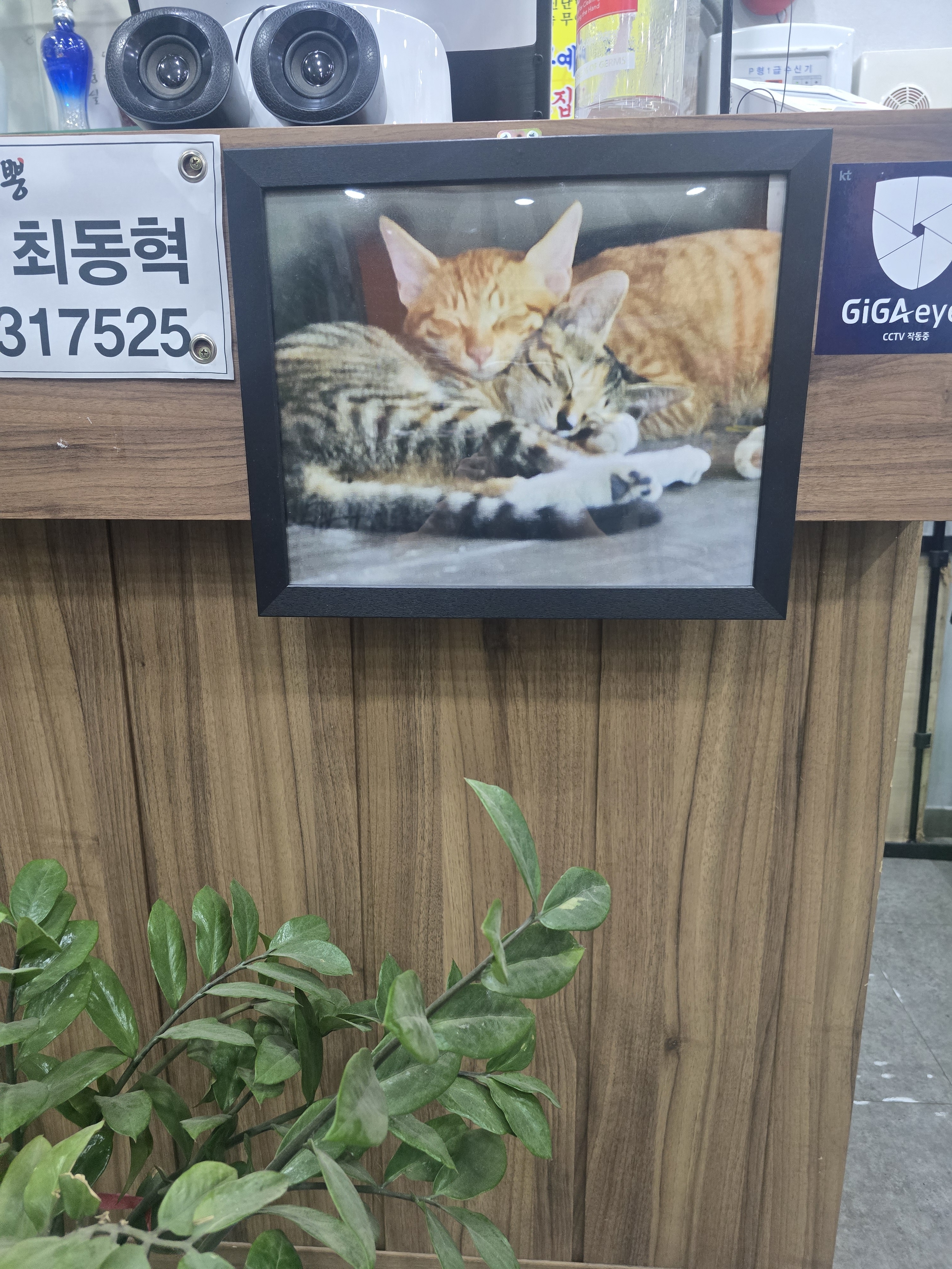 연가s.꼬막짬뽕