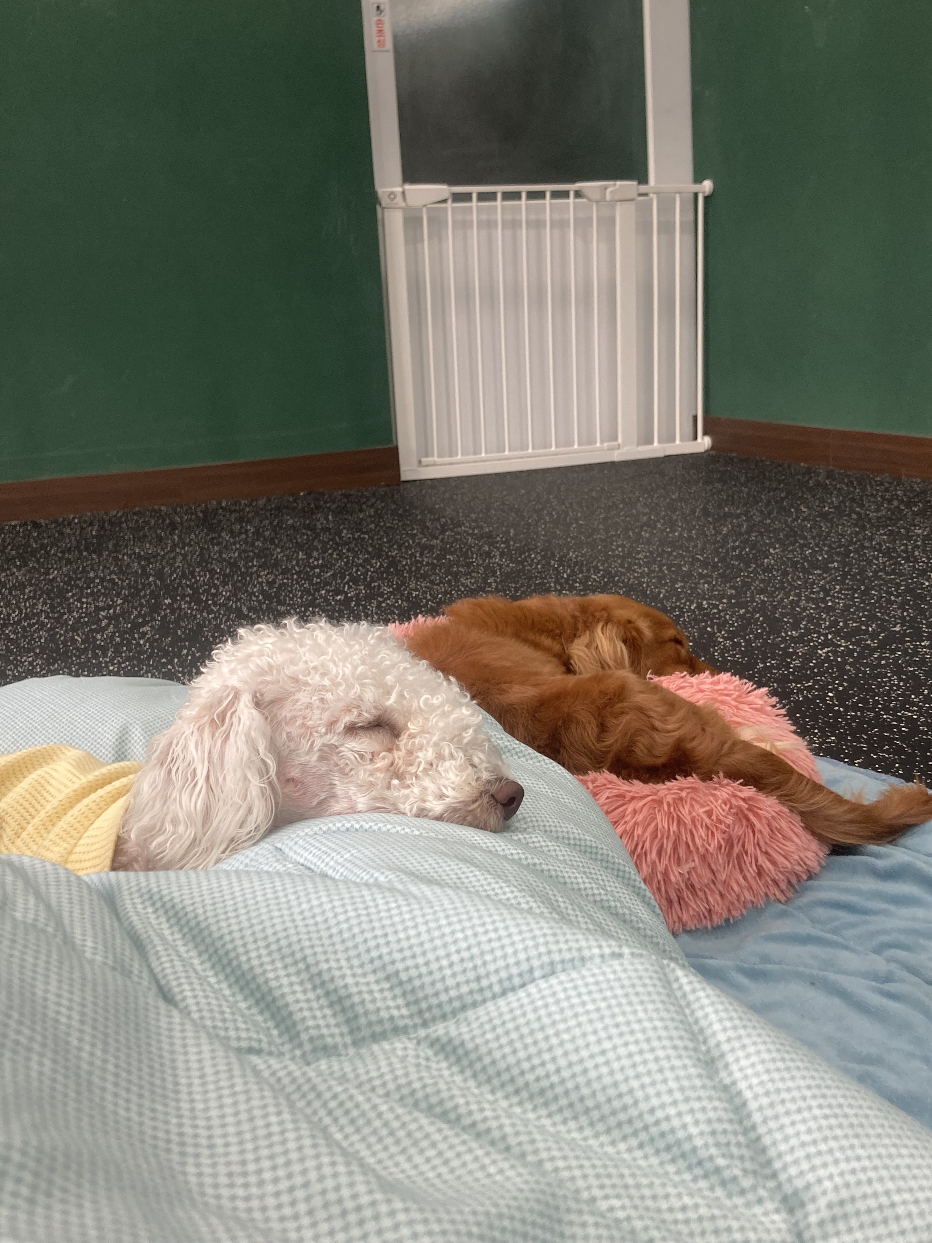 드르롱 애견호텔 대표 이미지