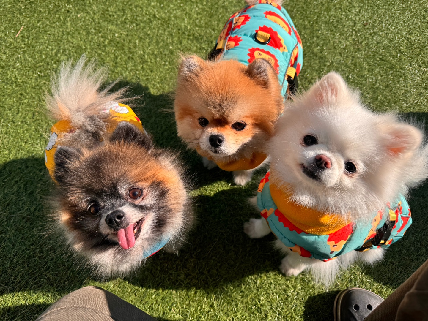 안녕똑독아소형견유치원호텔 대표 이미지