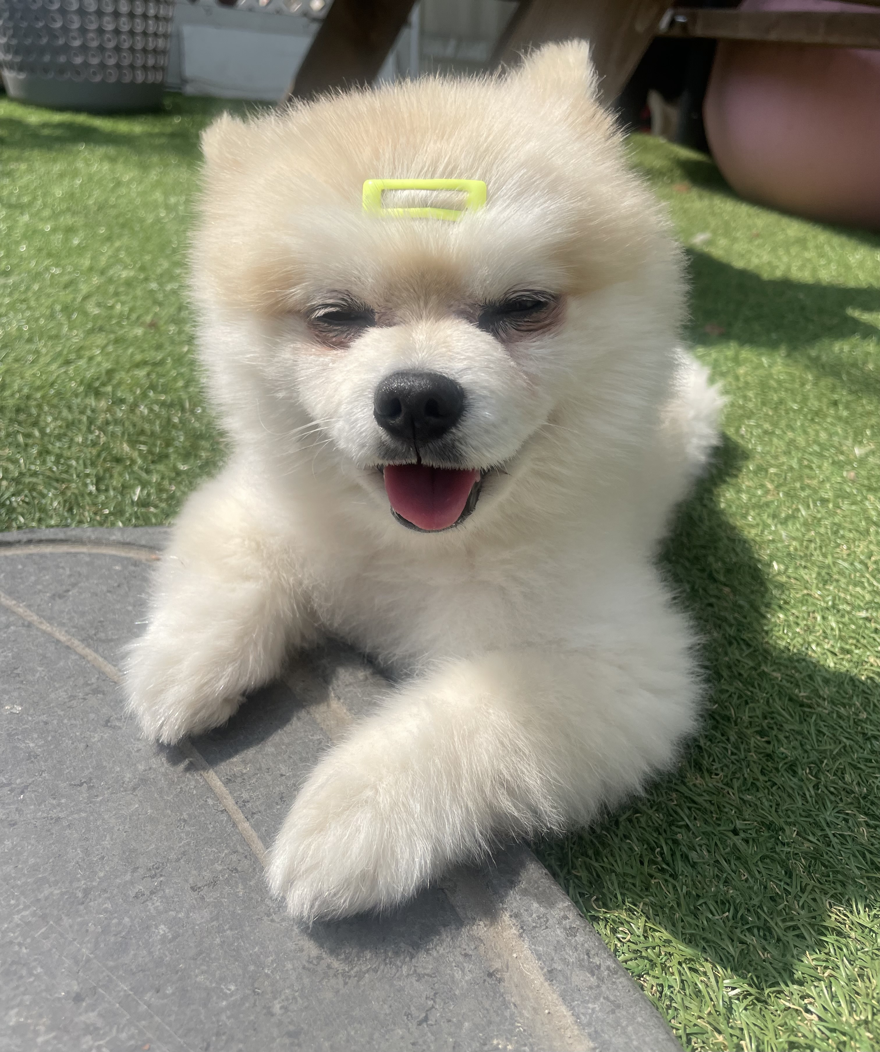 슈가펫살롱 대표 이미지