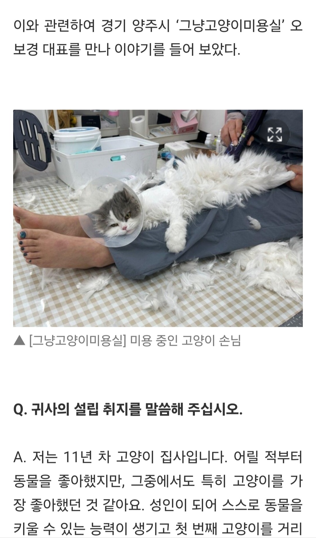 고양이미용실 그냥