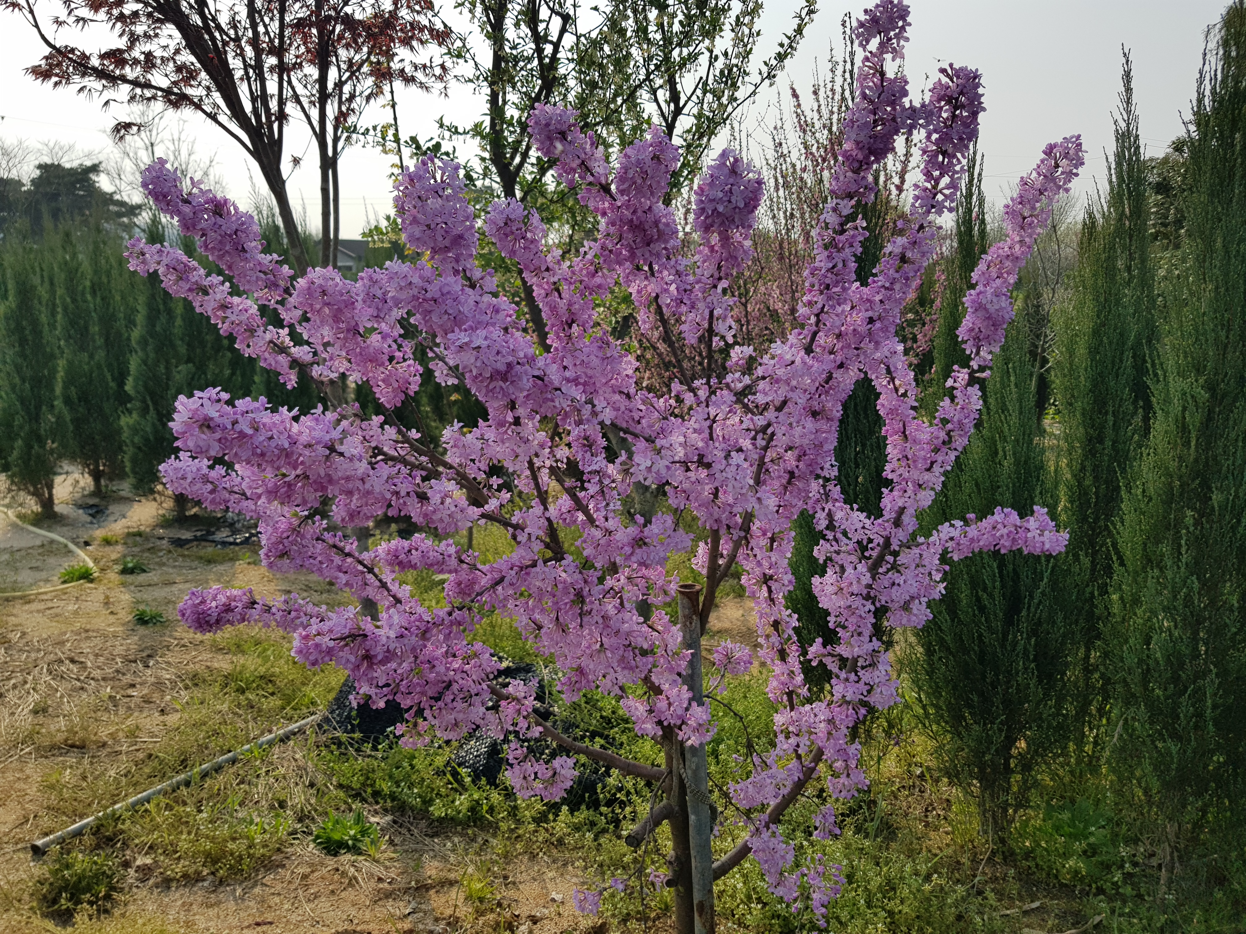 늘푸른조경