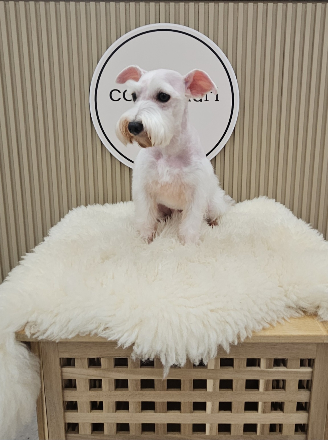 코코마리 대표 이미지