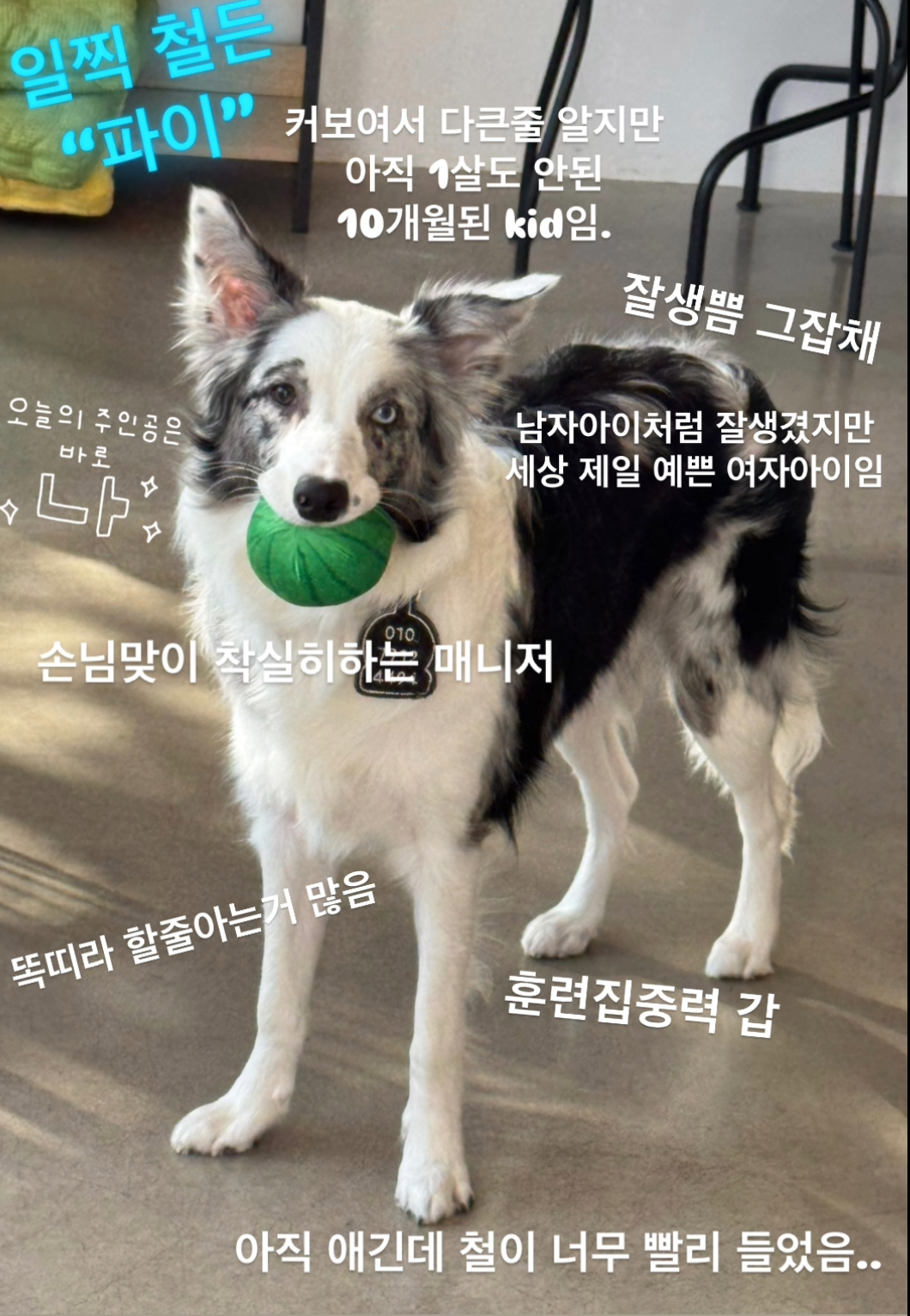 도그앤조이