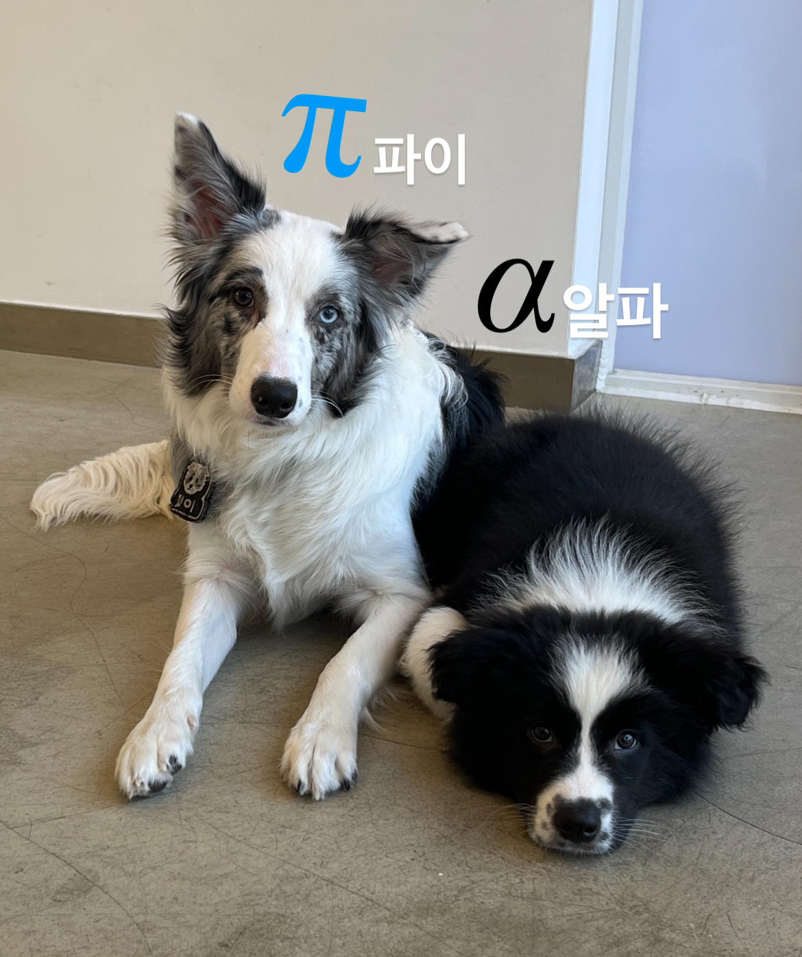 도그앤조이