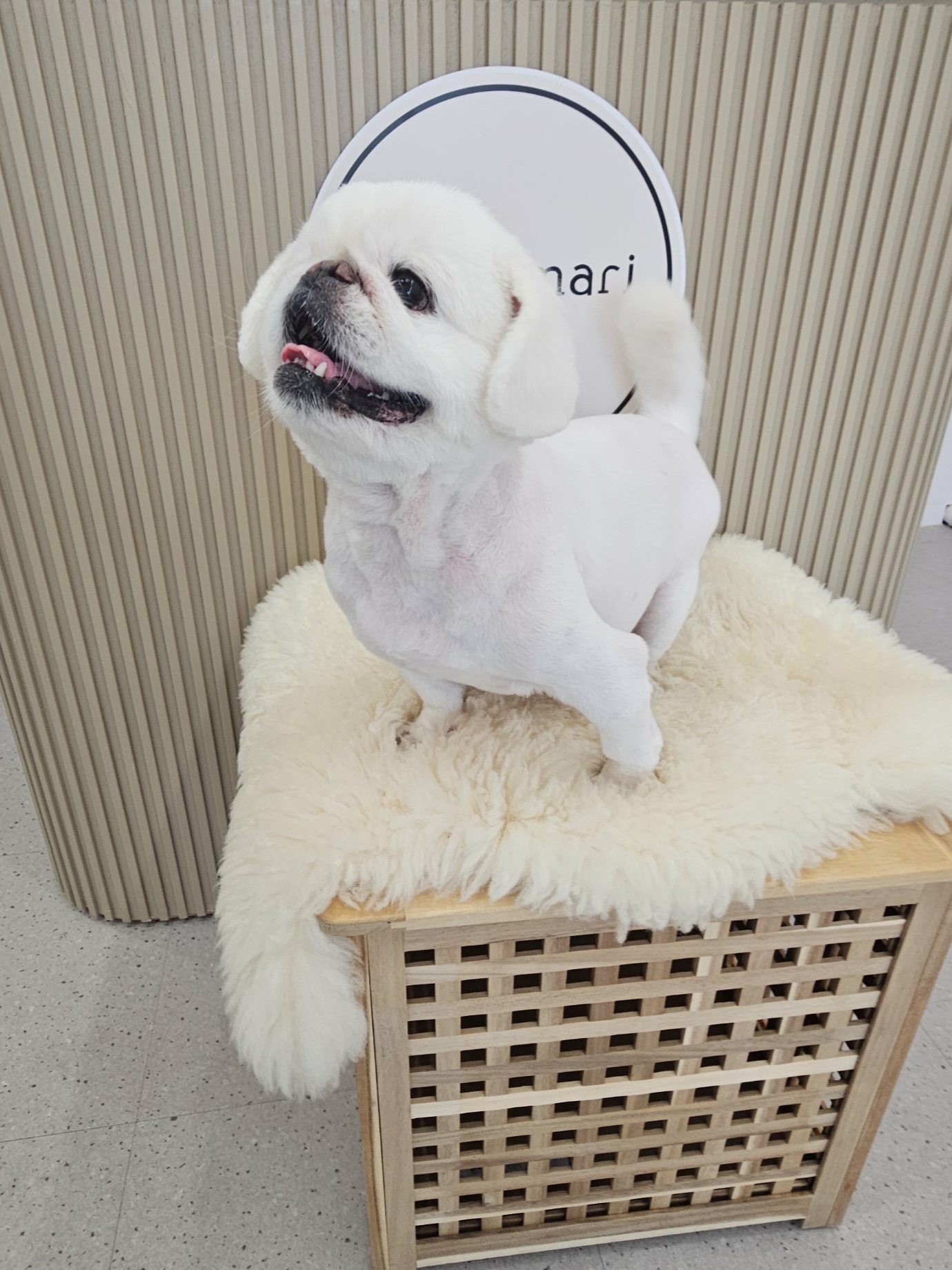 코코마리 대표 이미지