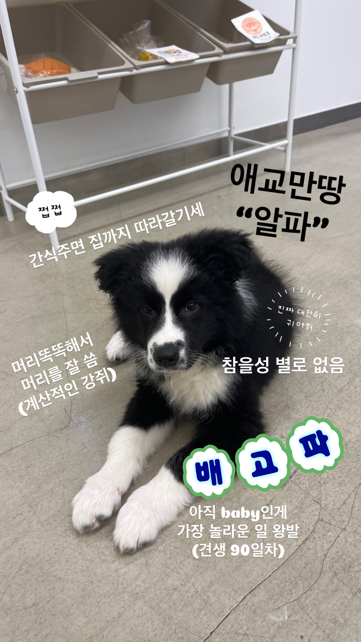도그앤조이