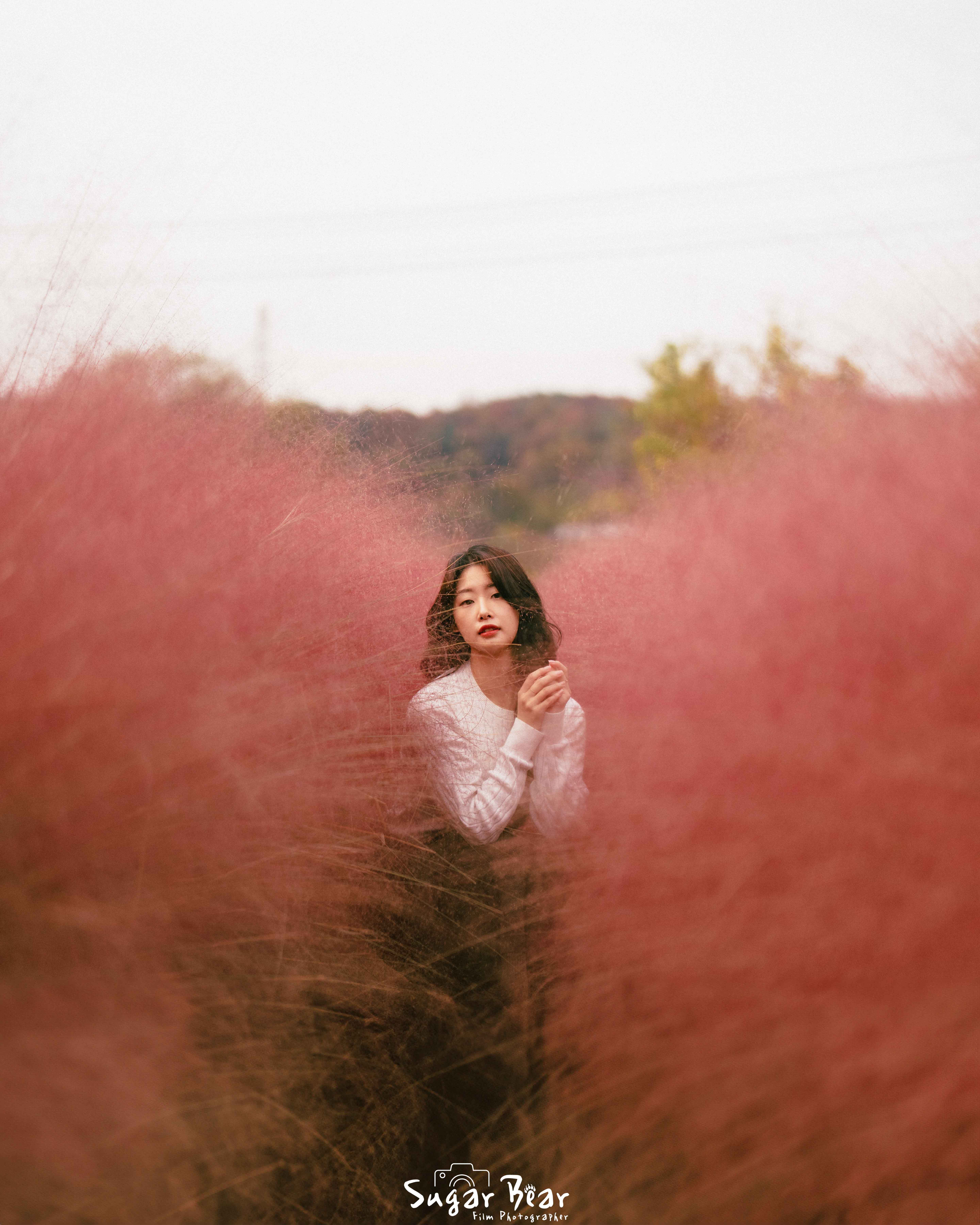 스튜디오 슈가베어