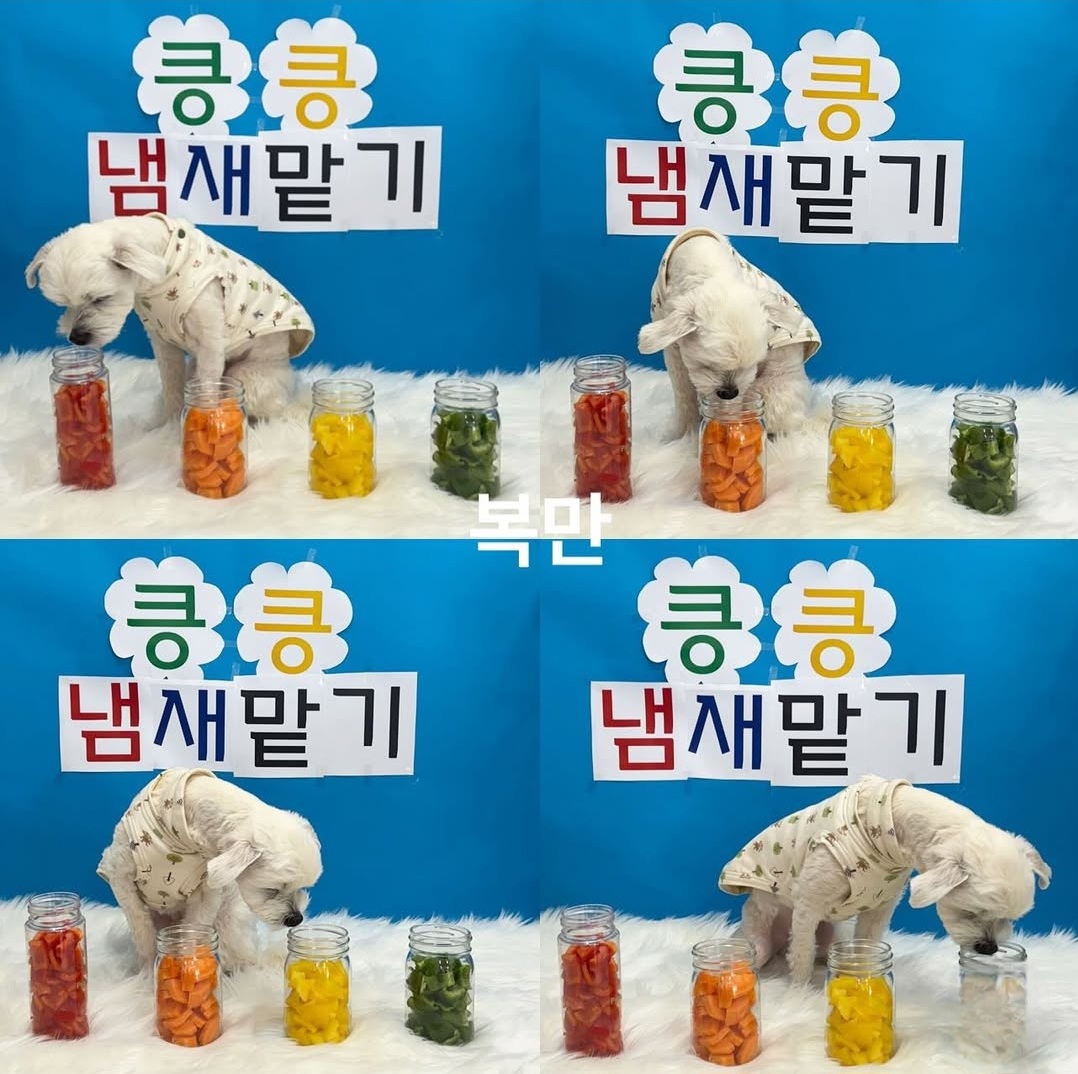 도그185 애견유치원&애견호텔 대표 이미지