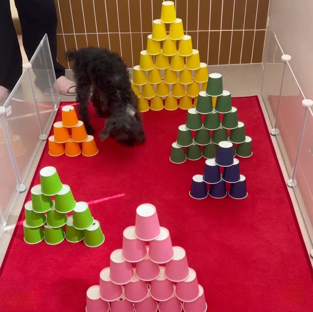 도그185 애견유치원&애견호텔 대표 이미지