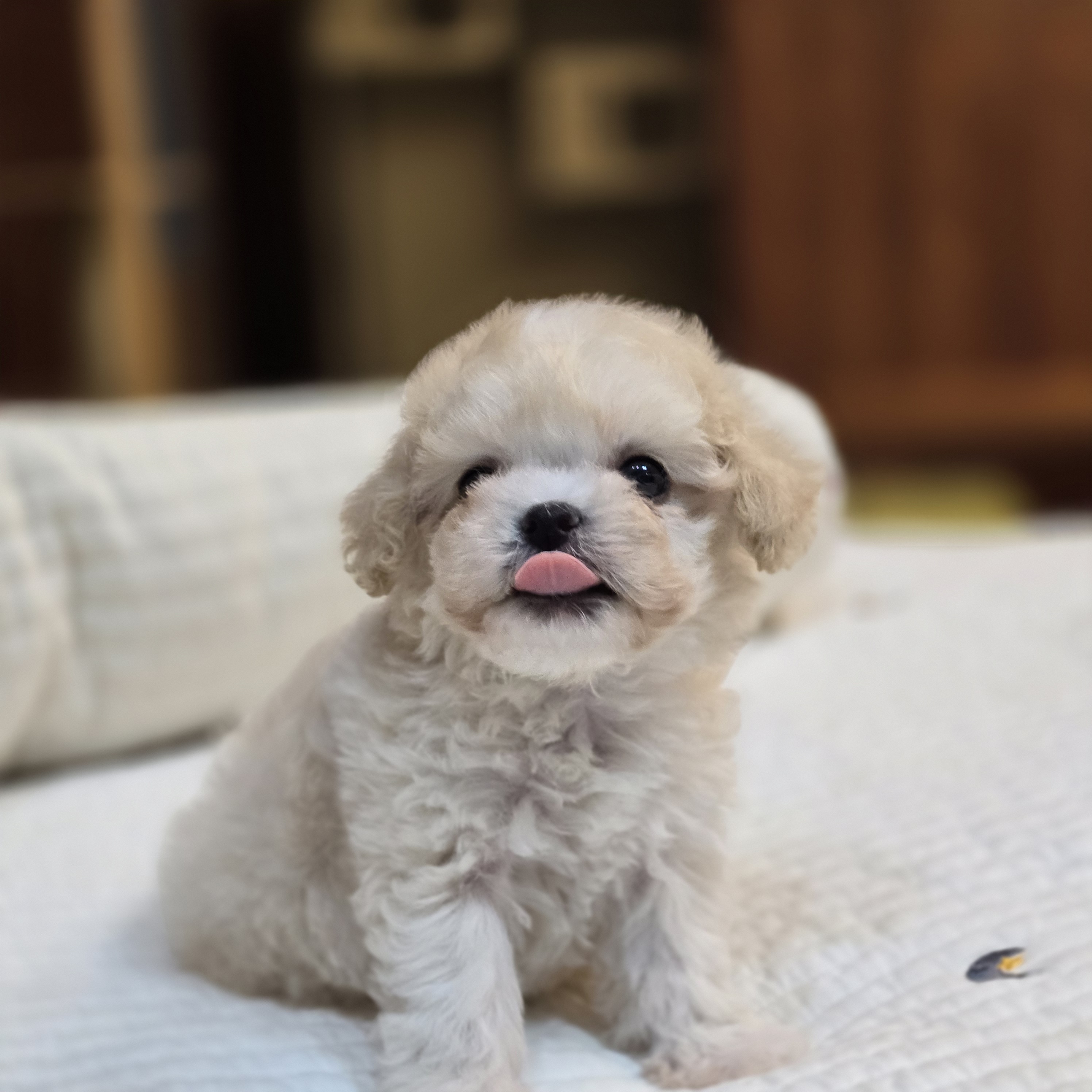 다온 입양센터 부산점 강아지분양 고양이분양