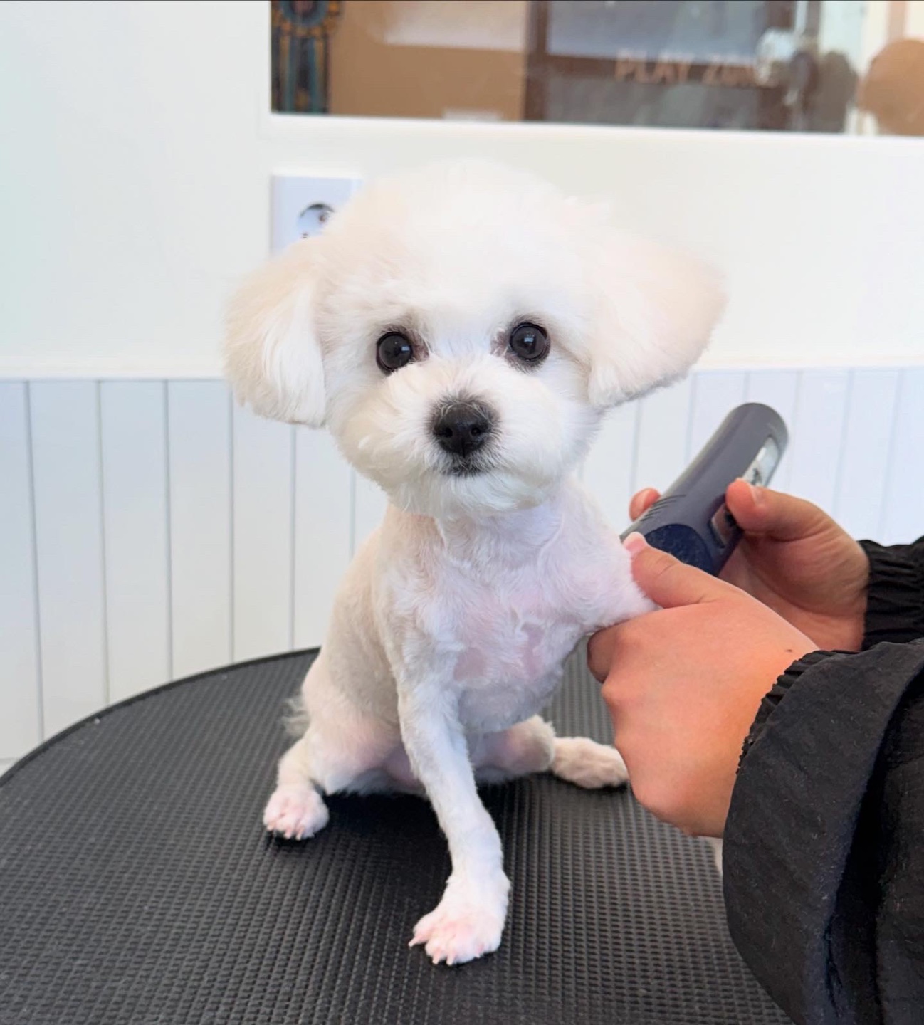 모여라솜뭉치 대표 이미지