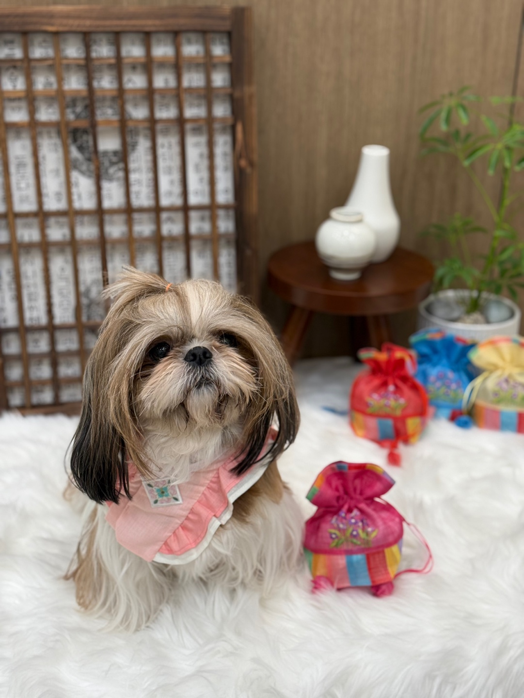 모여라솜뭉치 대표 이미지