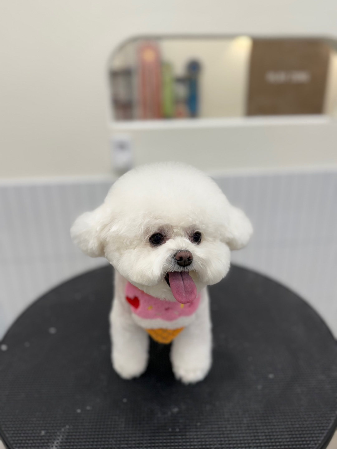 대구애견미용 강아지호텔 모여라솜뭉치