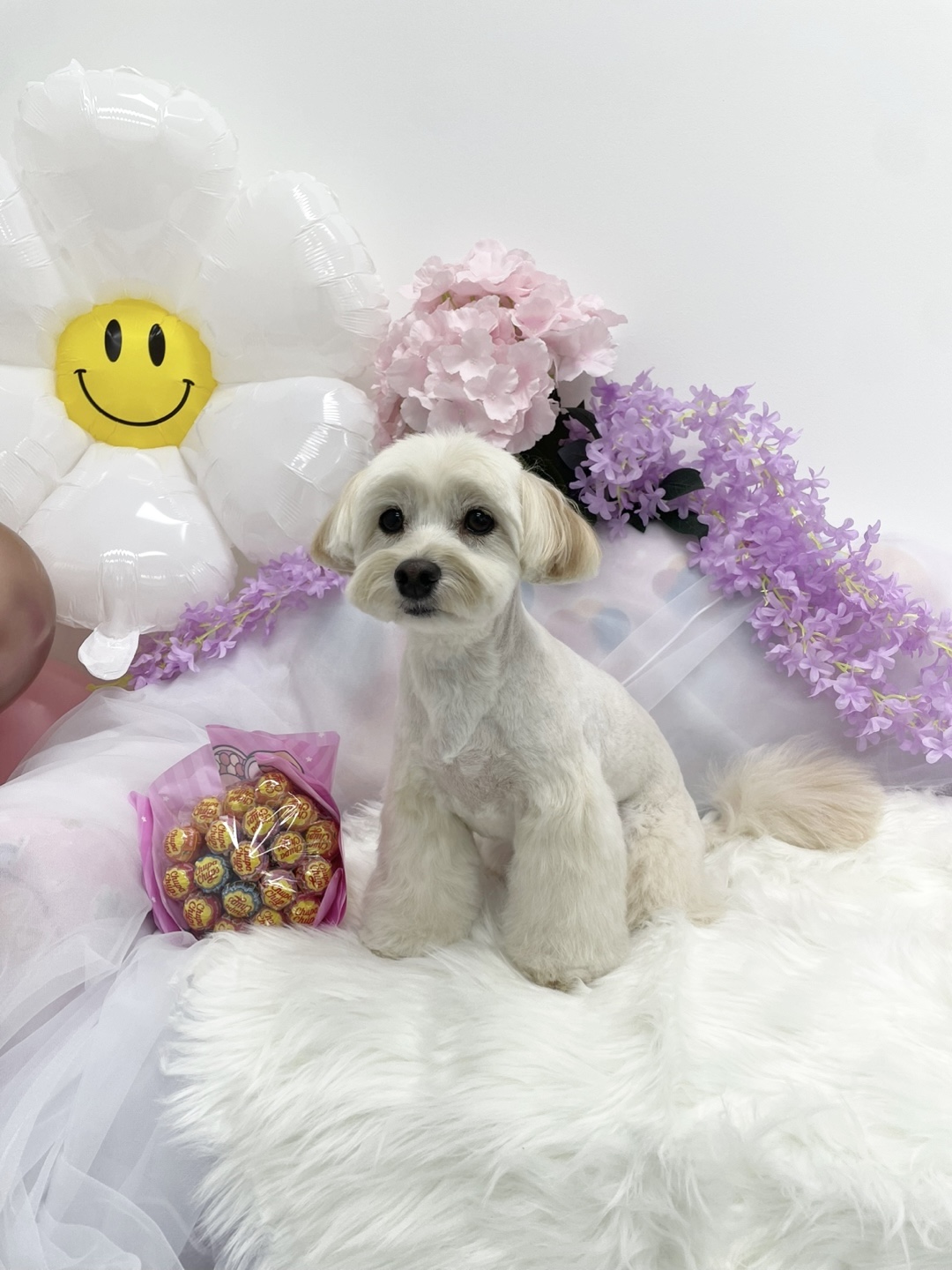 멍라운지24 데이케어 애견미용호텔 애견카페 인천점 대표 이미지