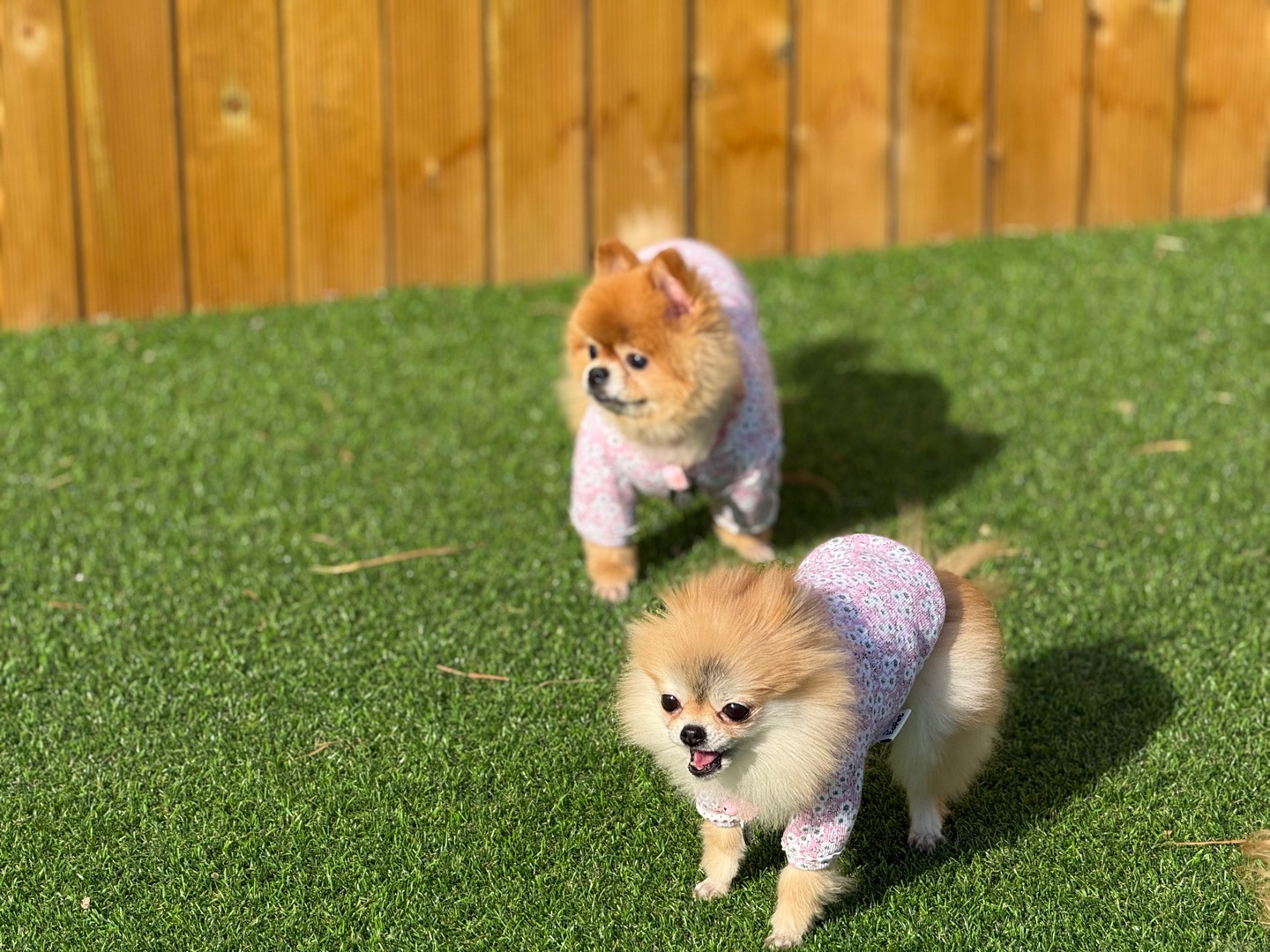 대구애견미용 강아지호텔 모여라솜뭉치 대표 이미지