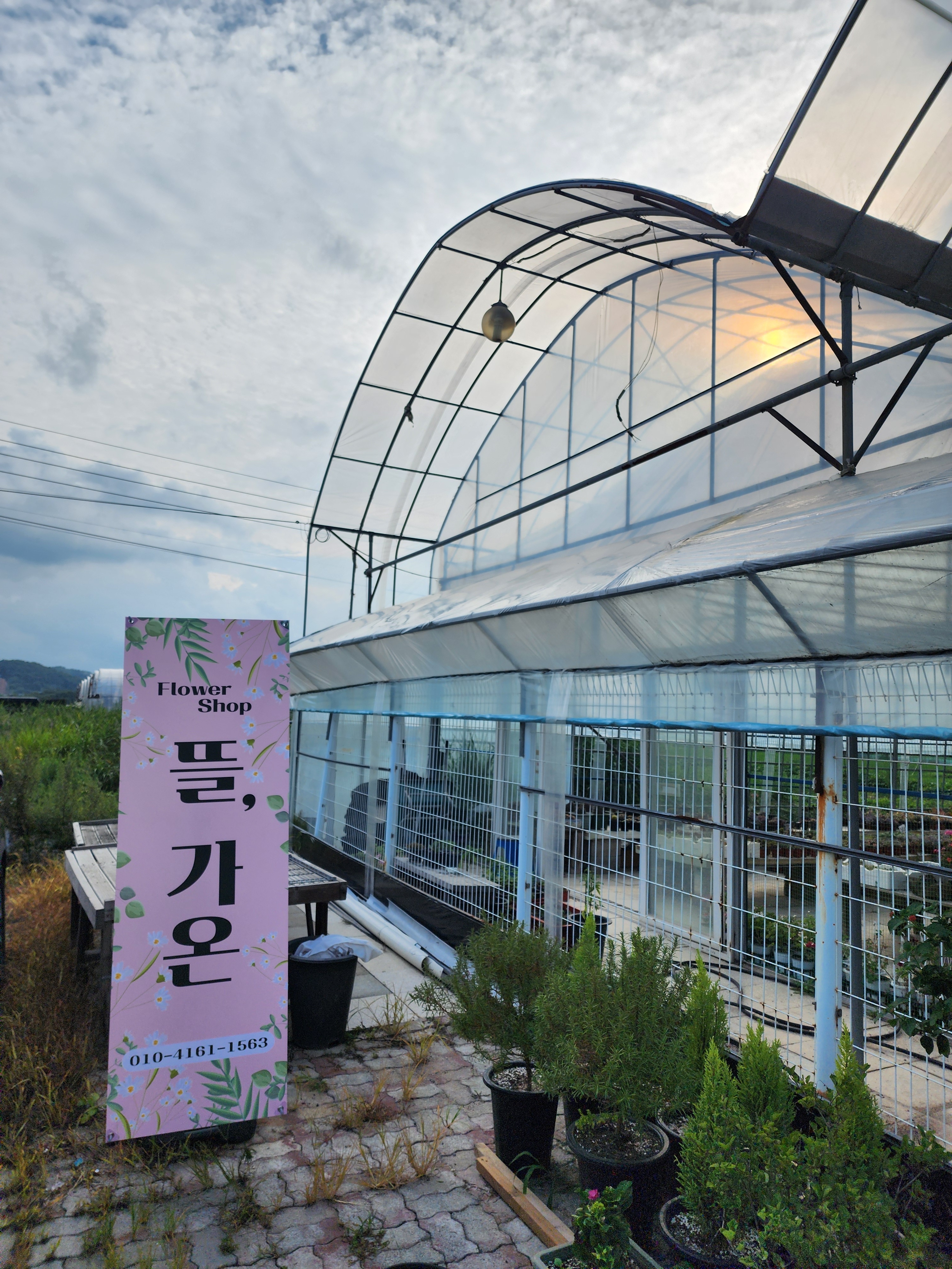 가온