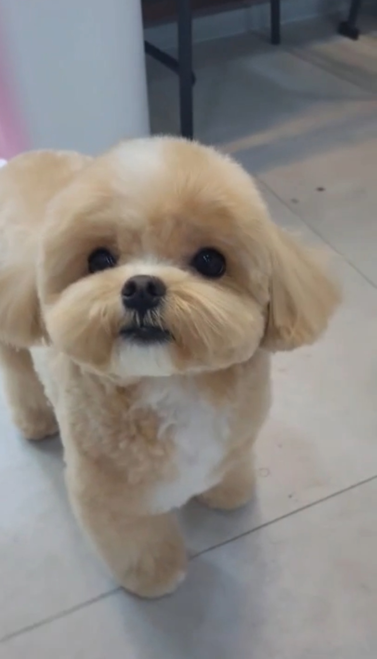 체리네애견미용실 대표 이미지
