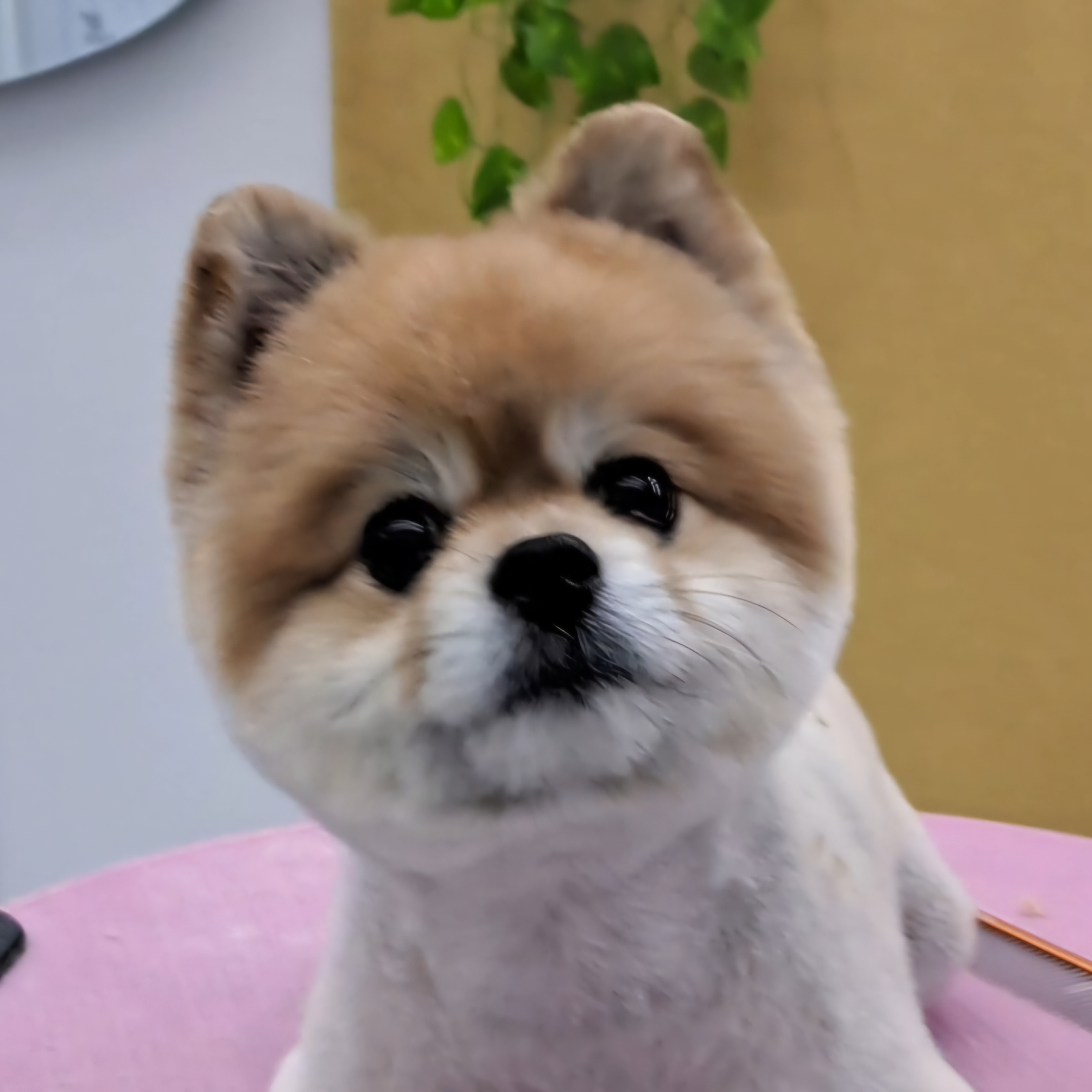 펫아지트 대표 이미지